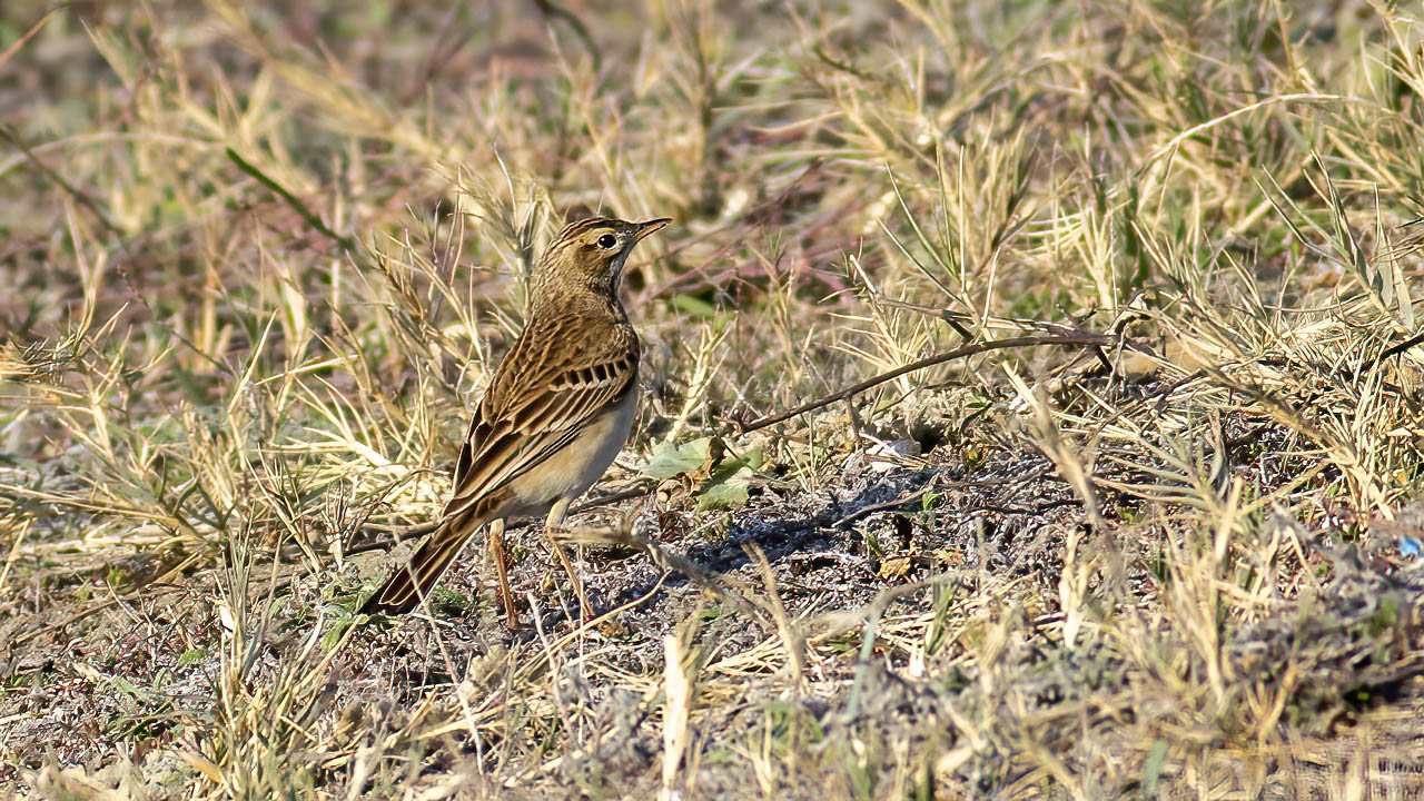 Richard's Pipit — Ana fotoğraf