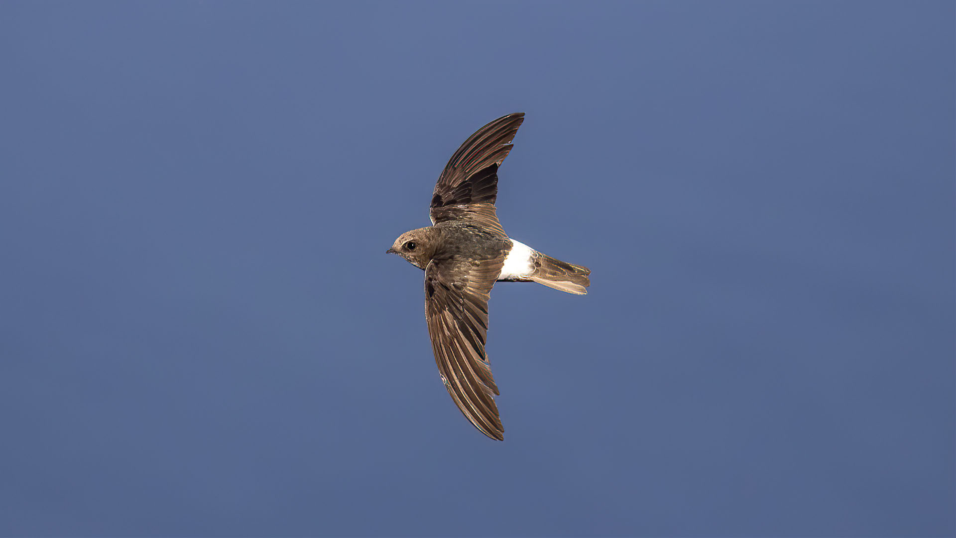 Little Swift