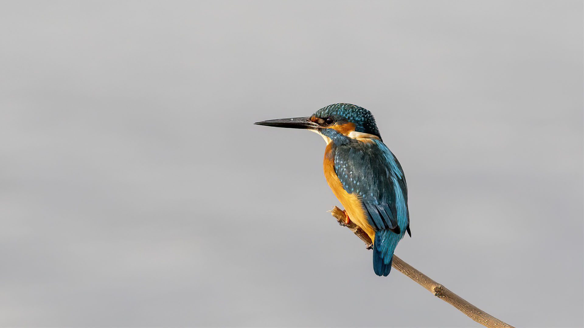 Common Kingfisher