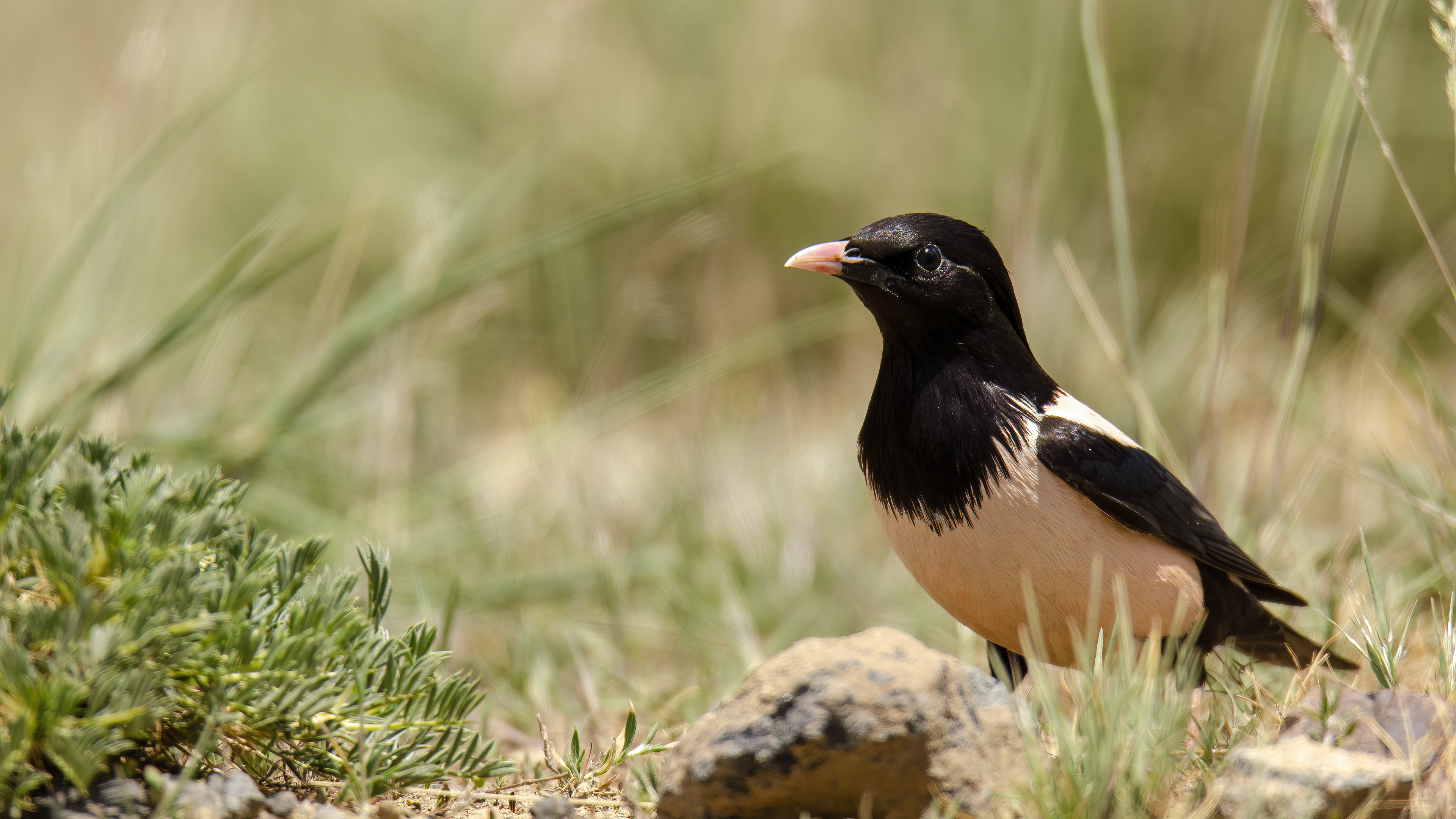 Rosy Starling