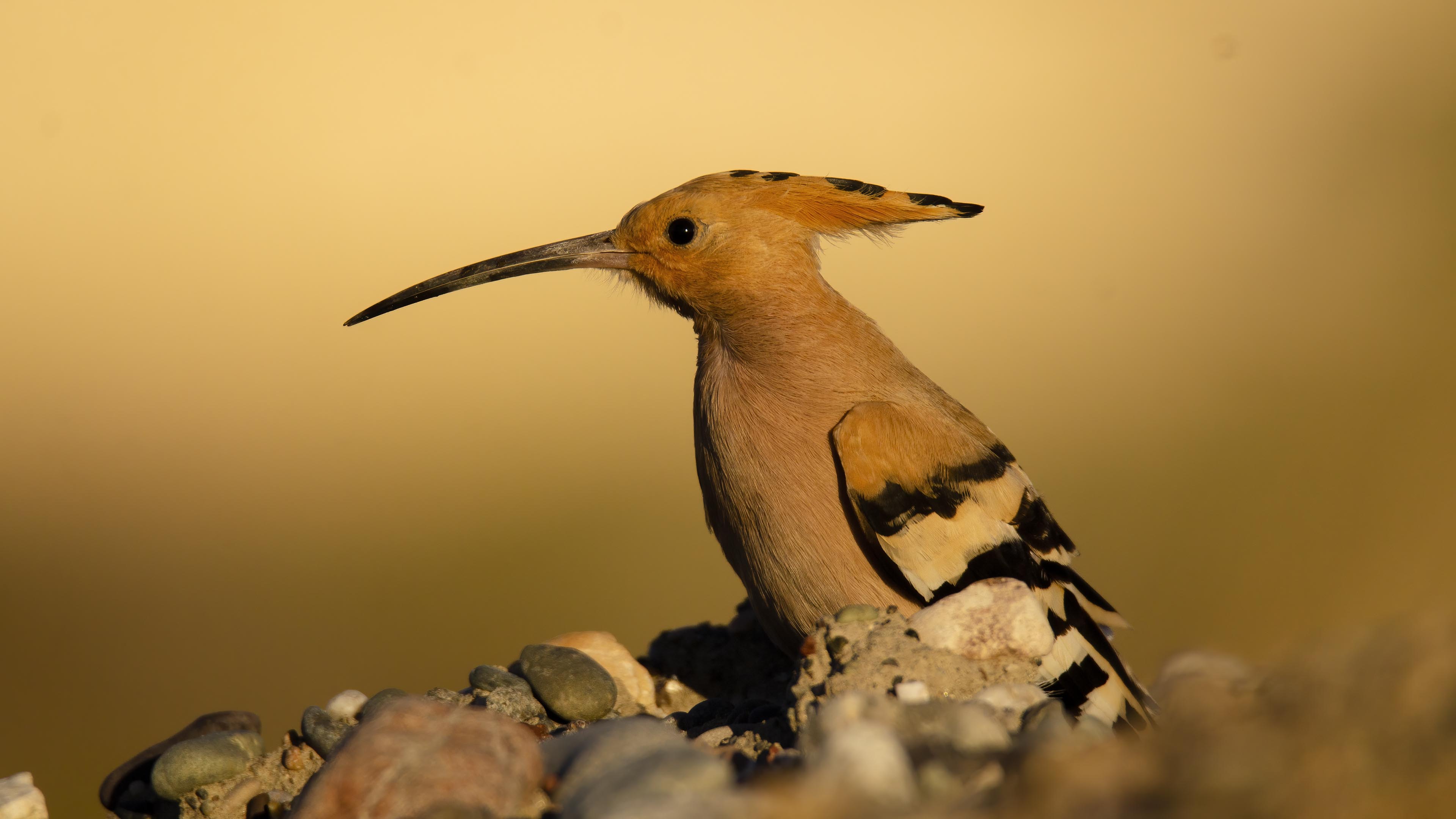 Eurasian Hoopoe