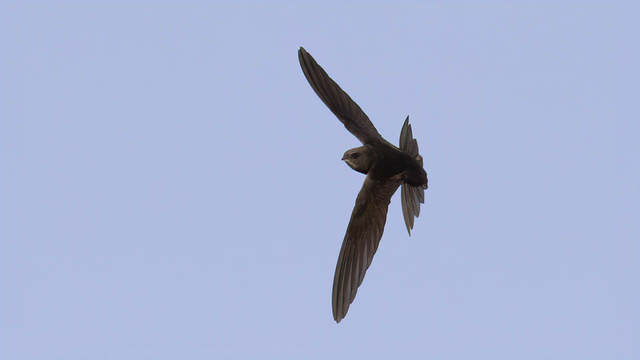 Common Swift