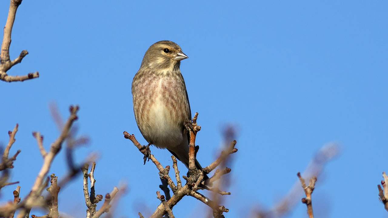 Eurasian Linnet