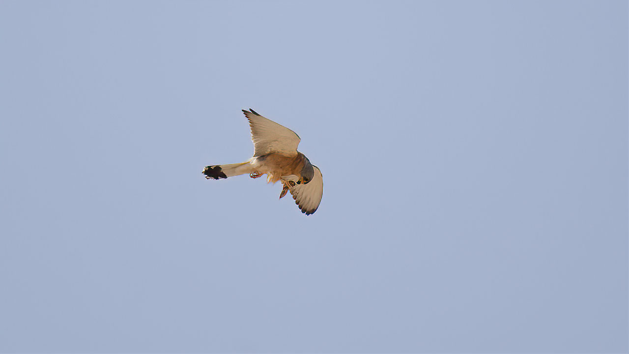 Lesser Kestrel