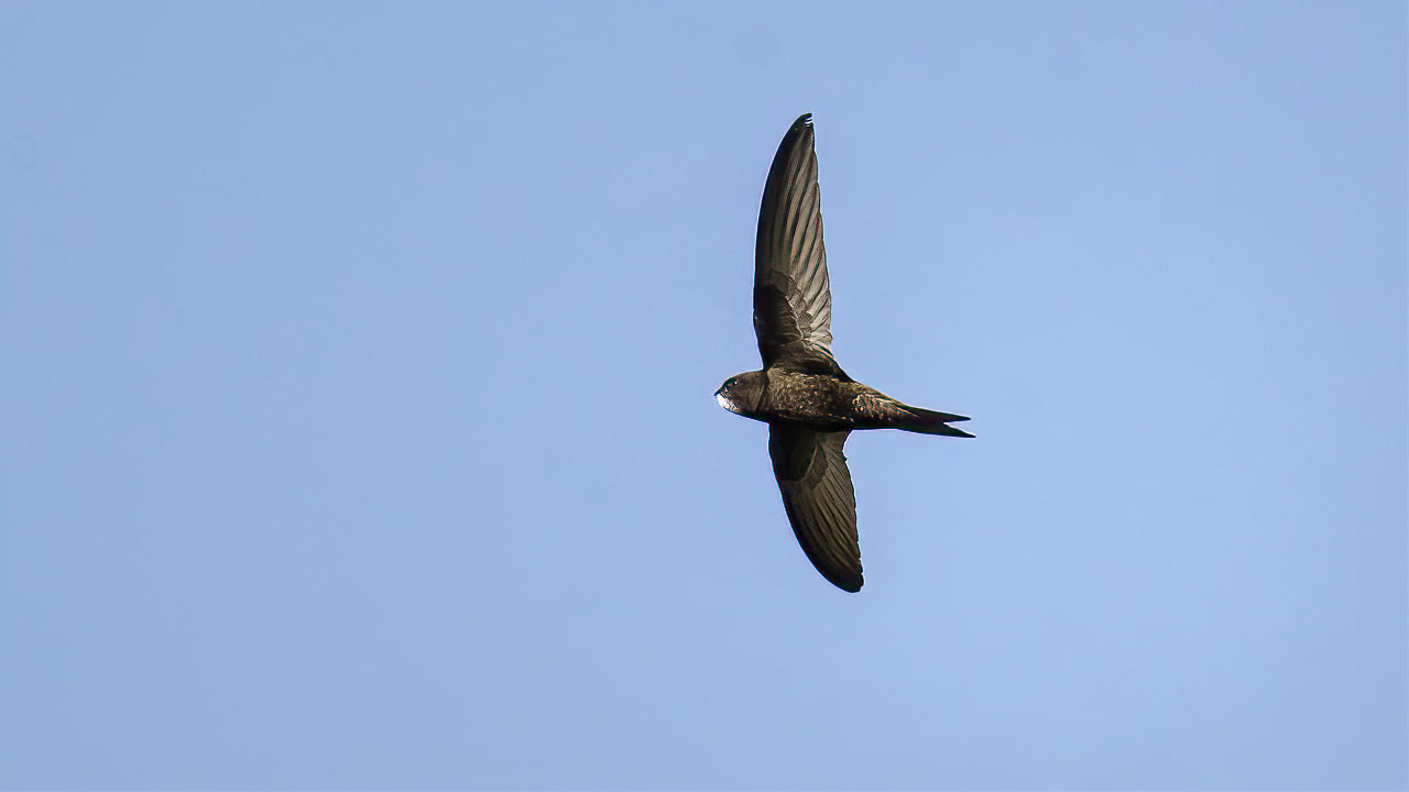Common Swift — Ana fotoğraf