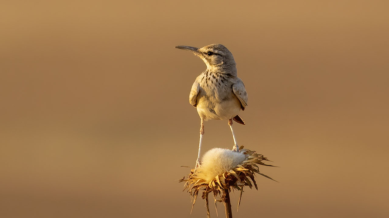 Greater Hoopoe-Lark