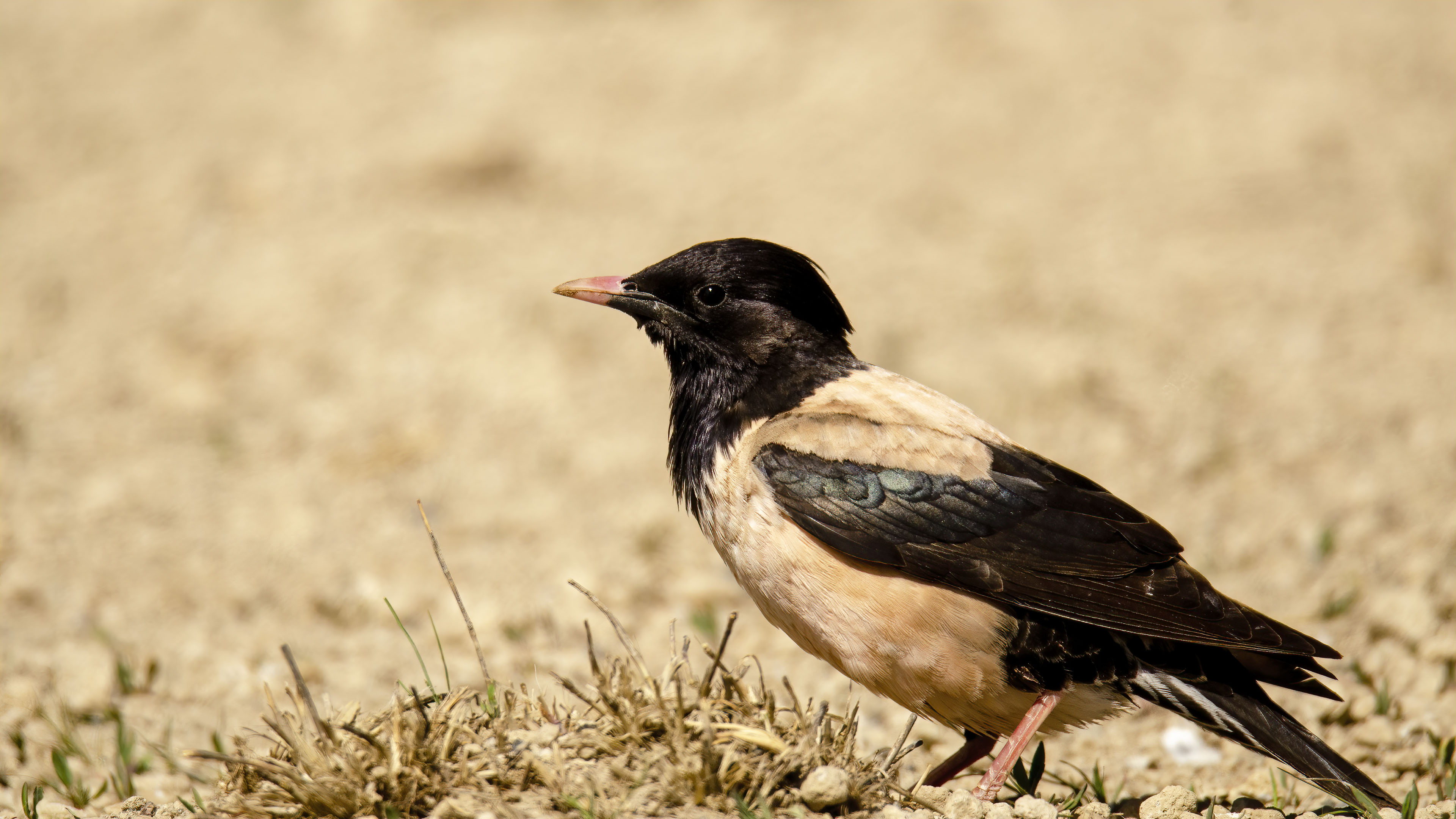 Rosy Starling