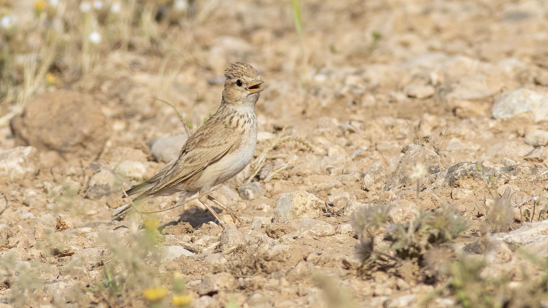 Lesser Short-toed Lark