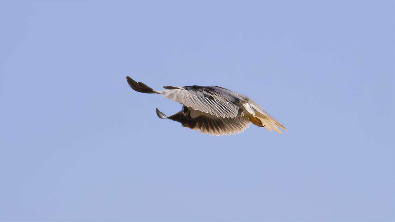 Black-winged Kite