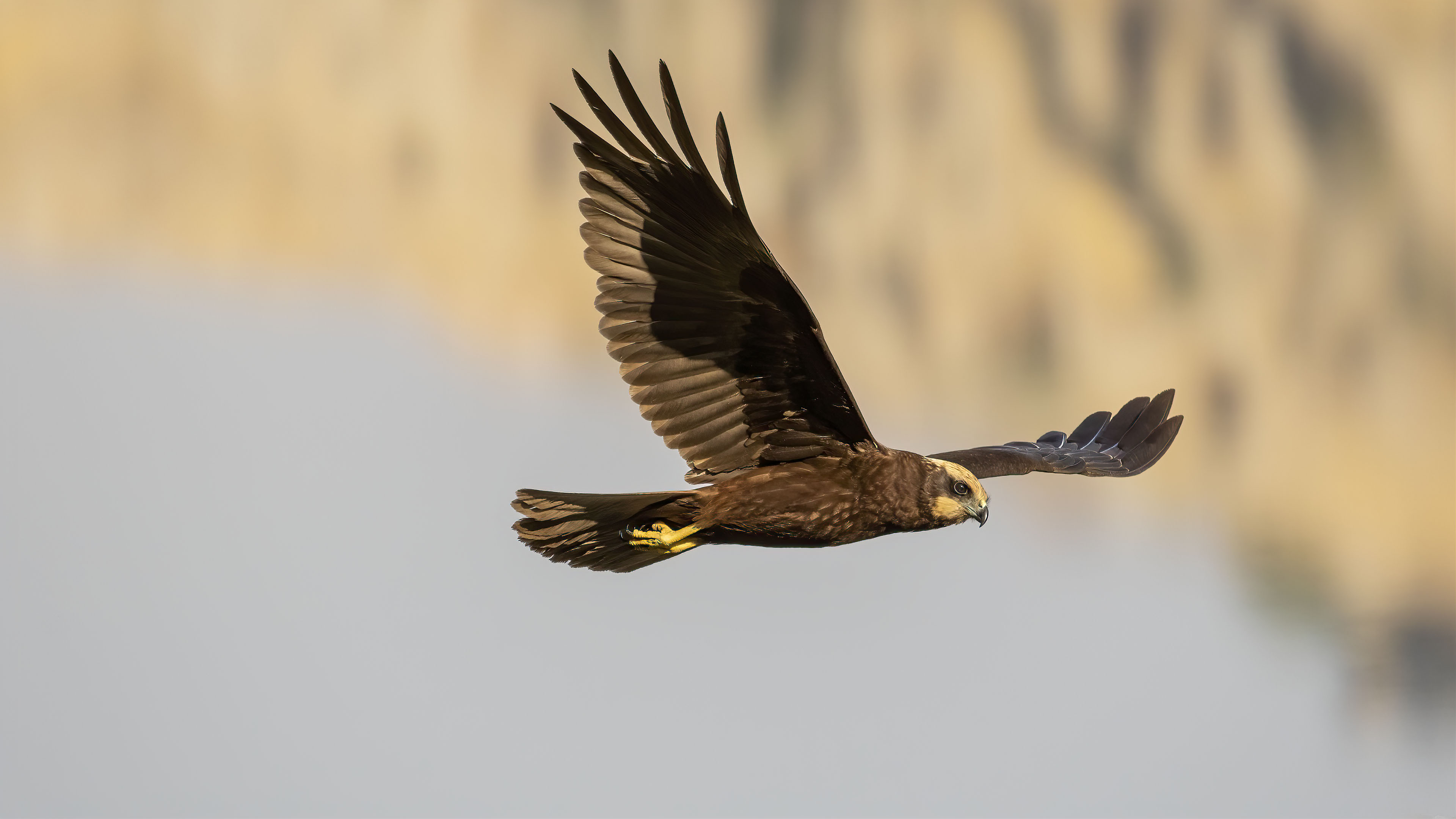 Eurasian Marsh-Harrier