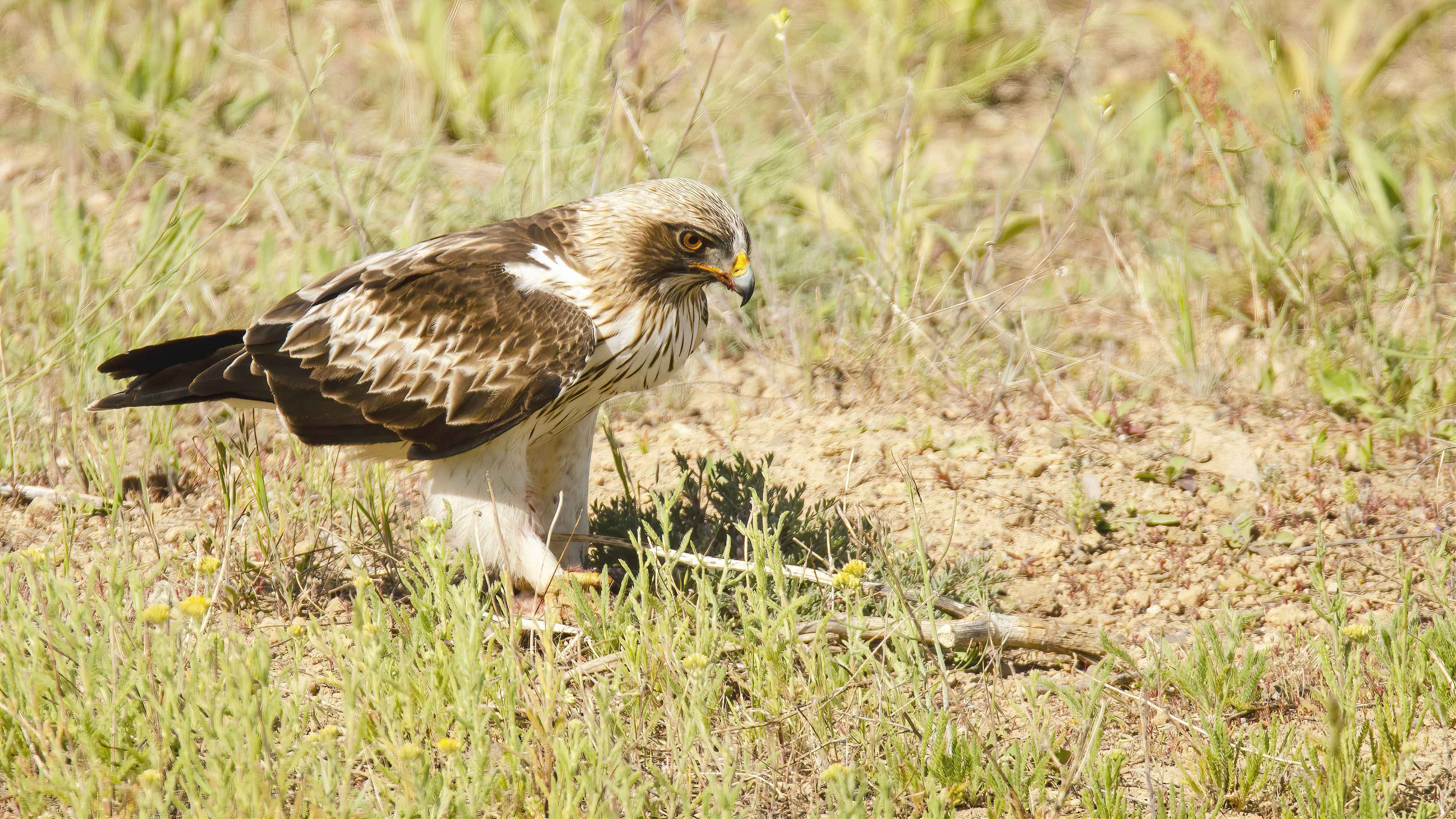 Booted Eagle