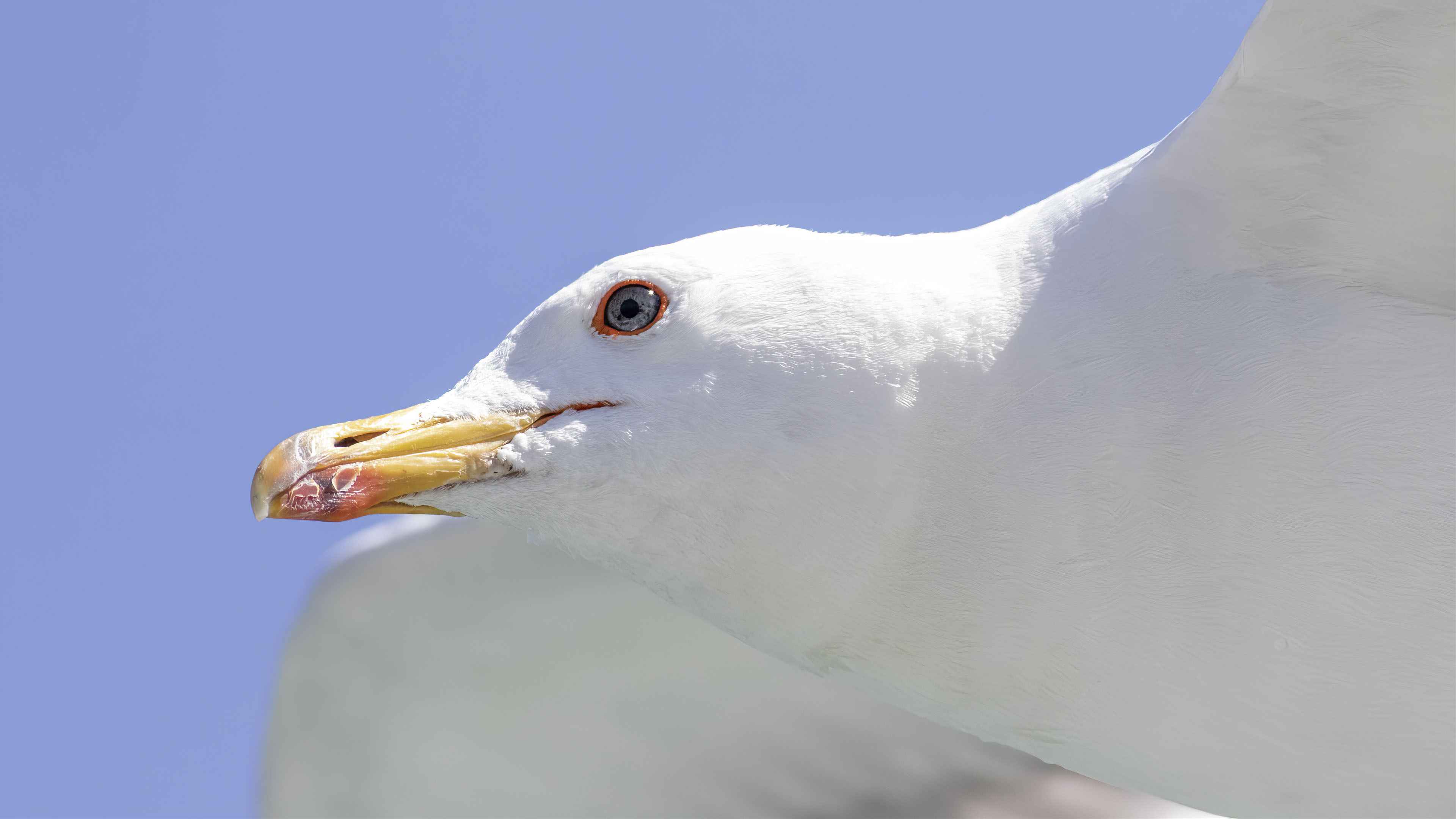 Armenian Gull