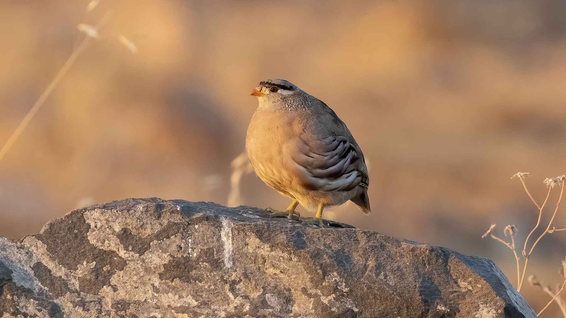 See-see Partridge