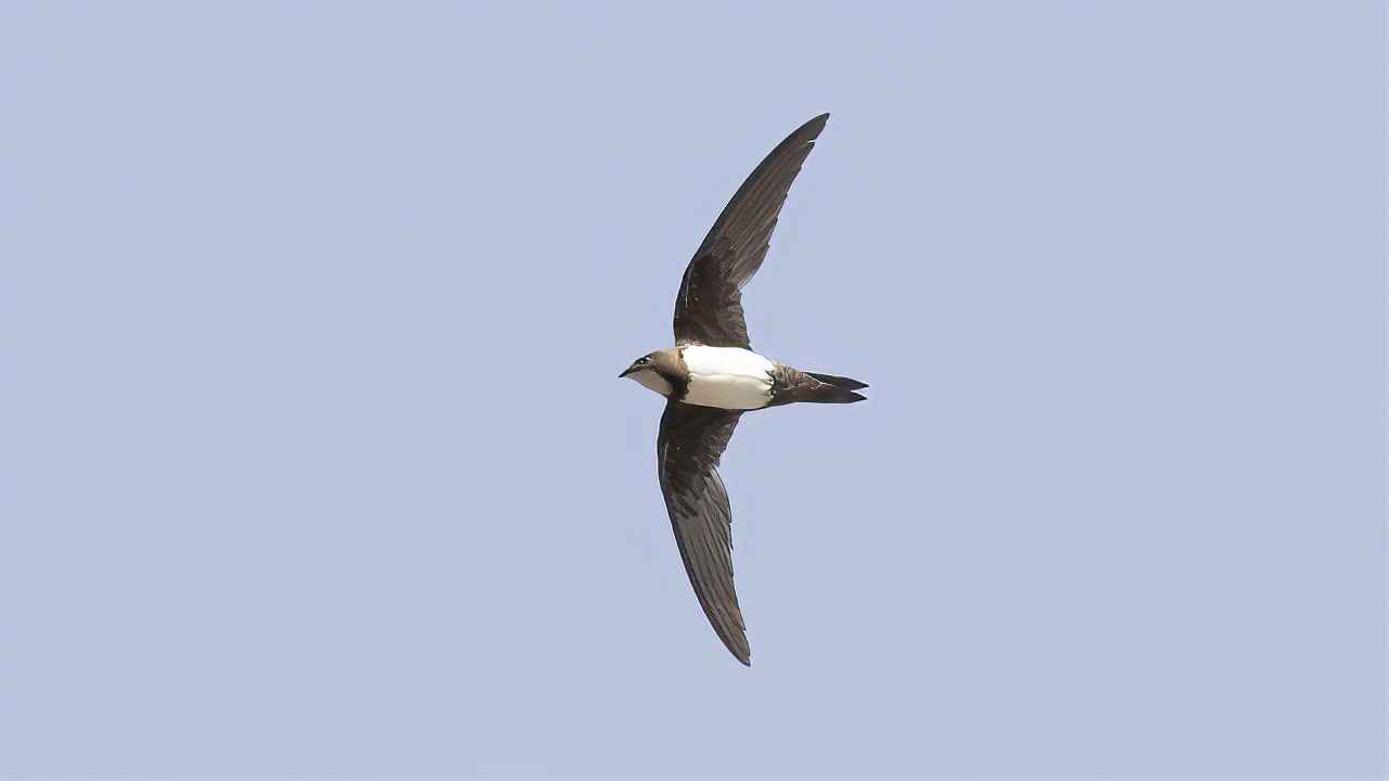 Alpine Swift