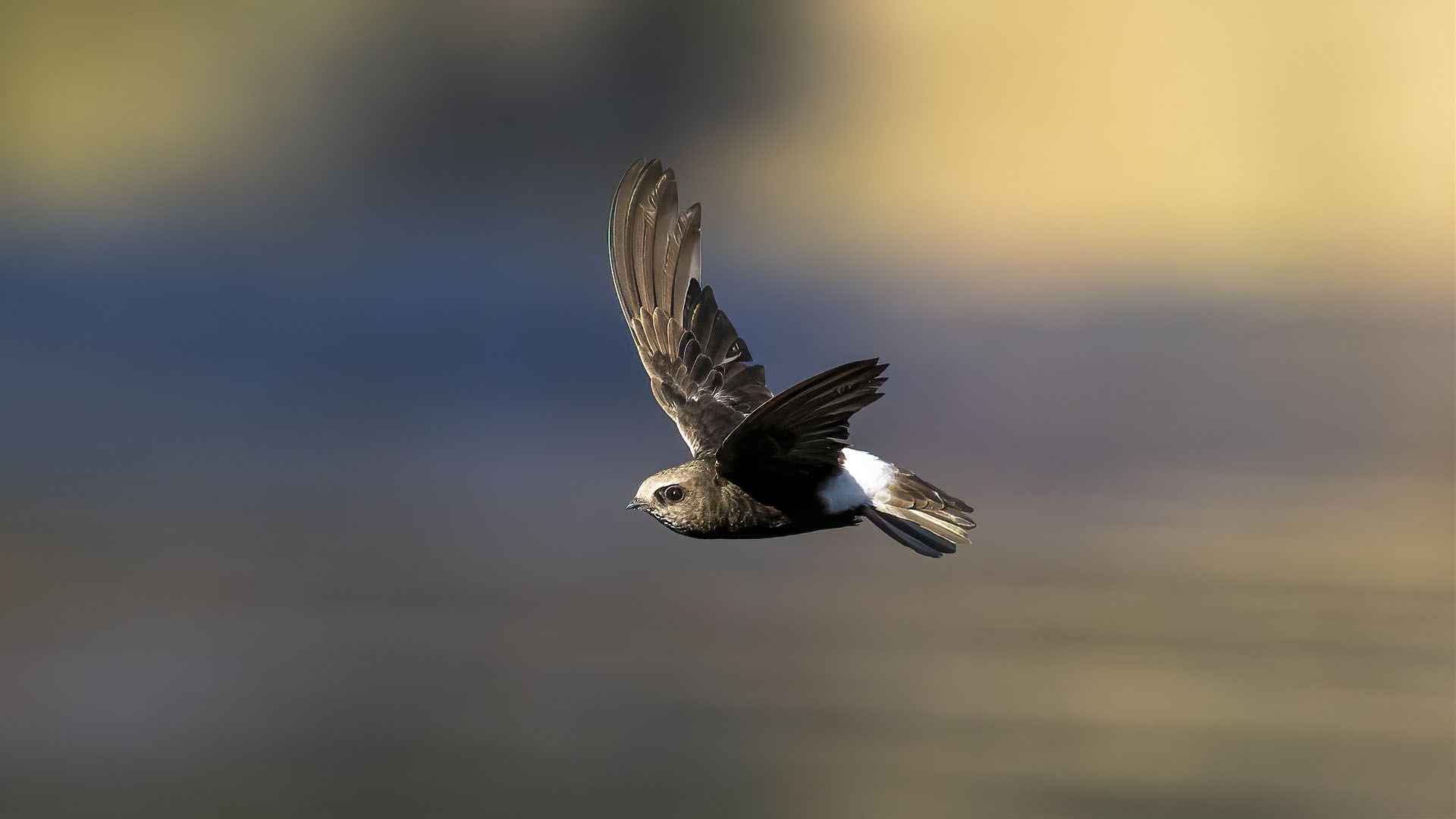 Little Swift