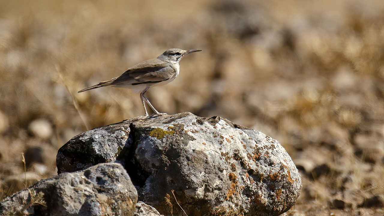 Greater Hoopoe-Lark