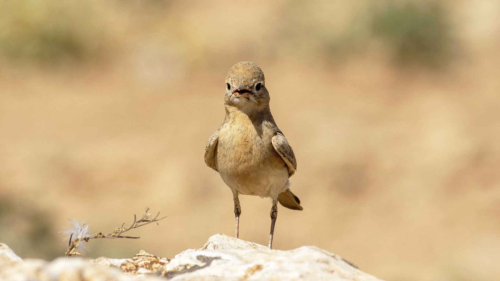 Bar-tailed Lark