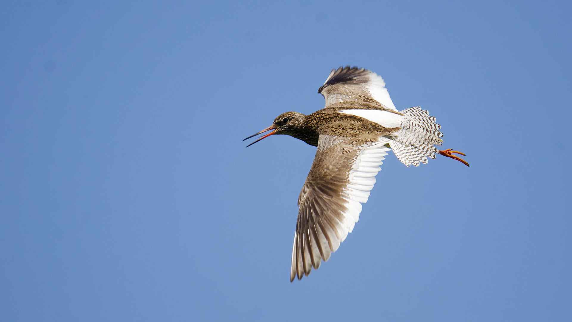 Common Redshank