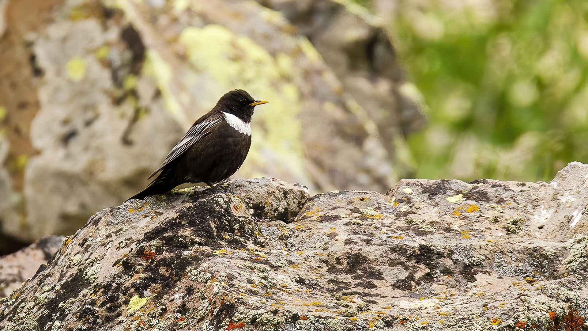 Ring Ouzel