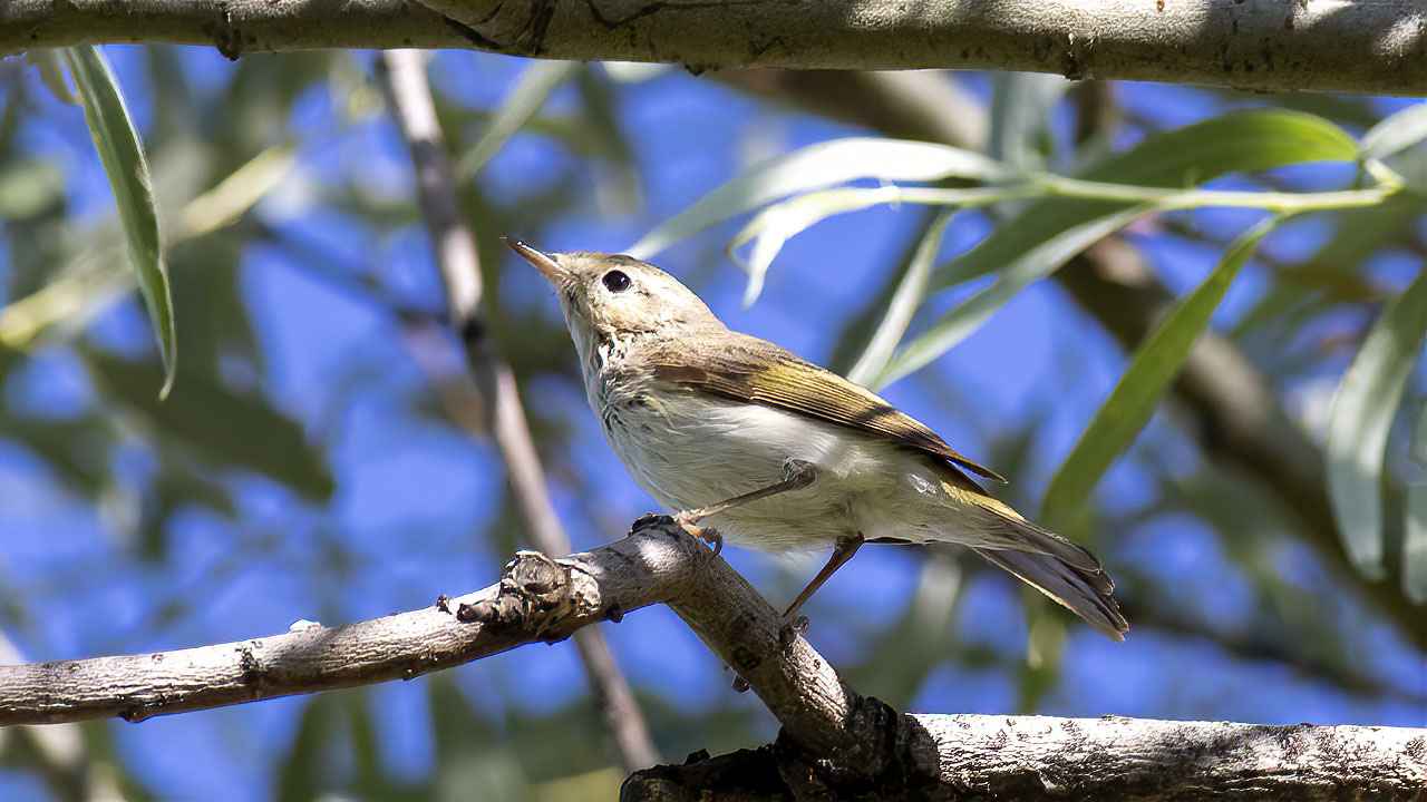 Eastern Bonelli's Warbler
