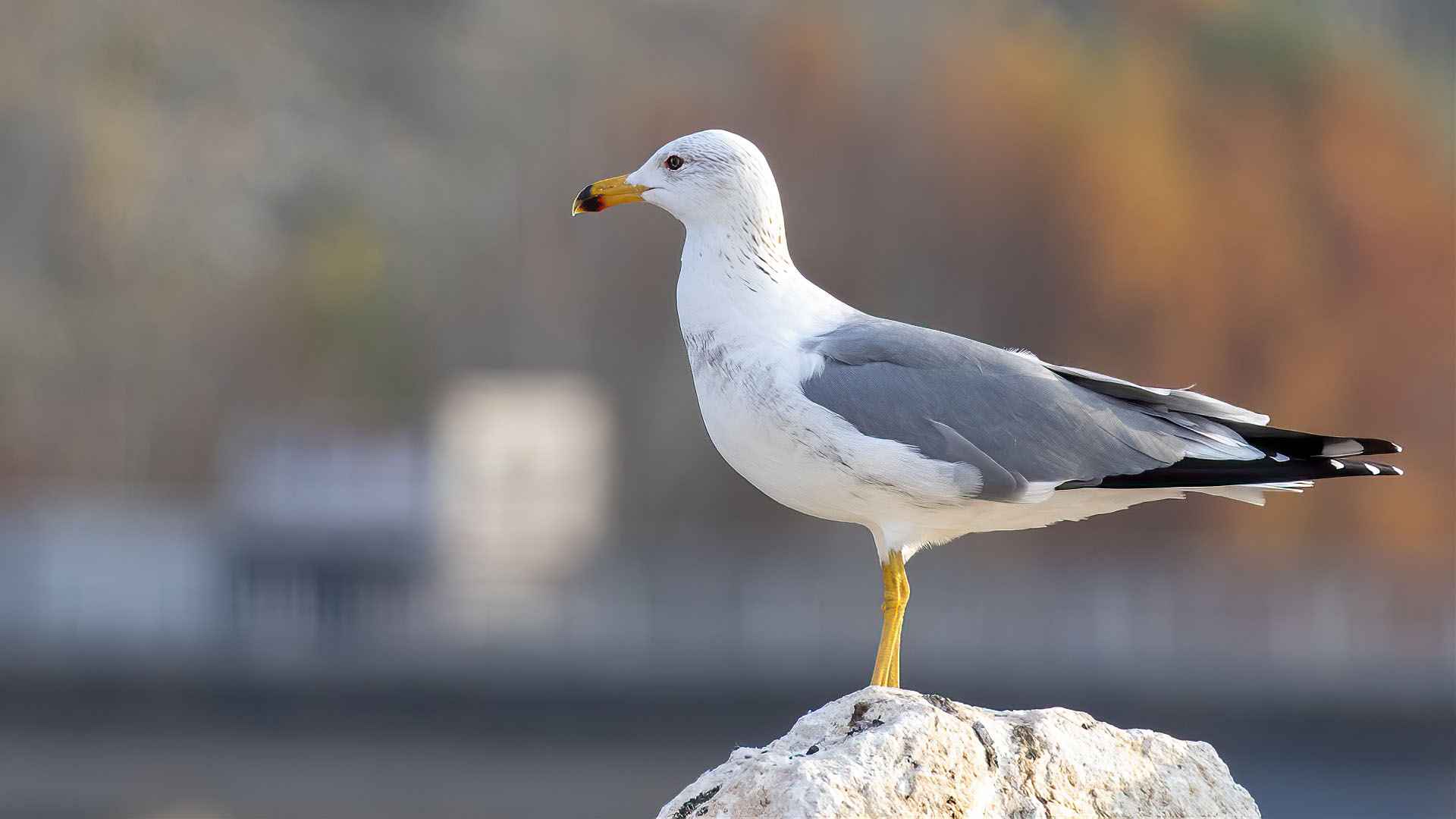 Armenian Gull