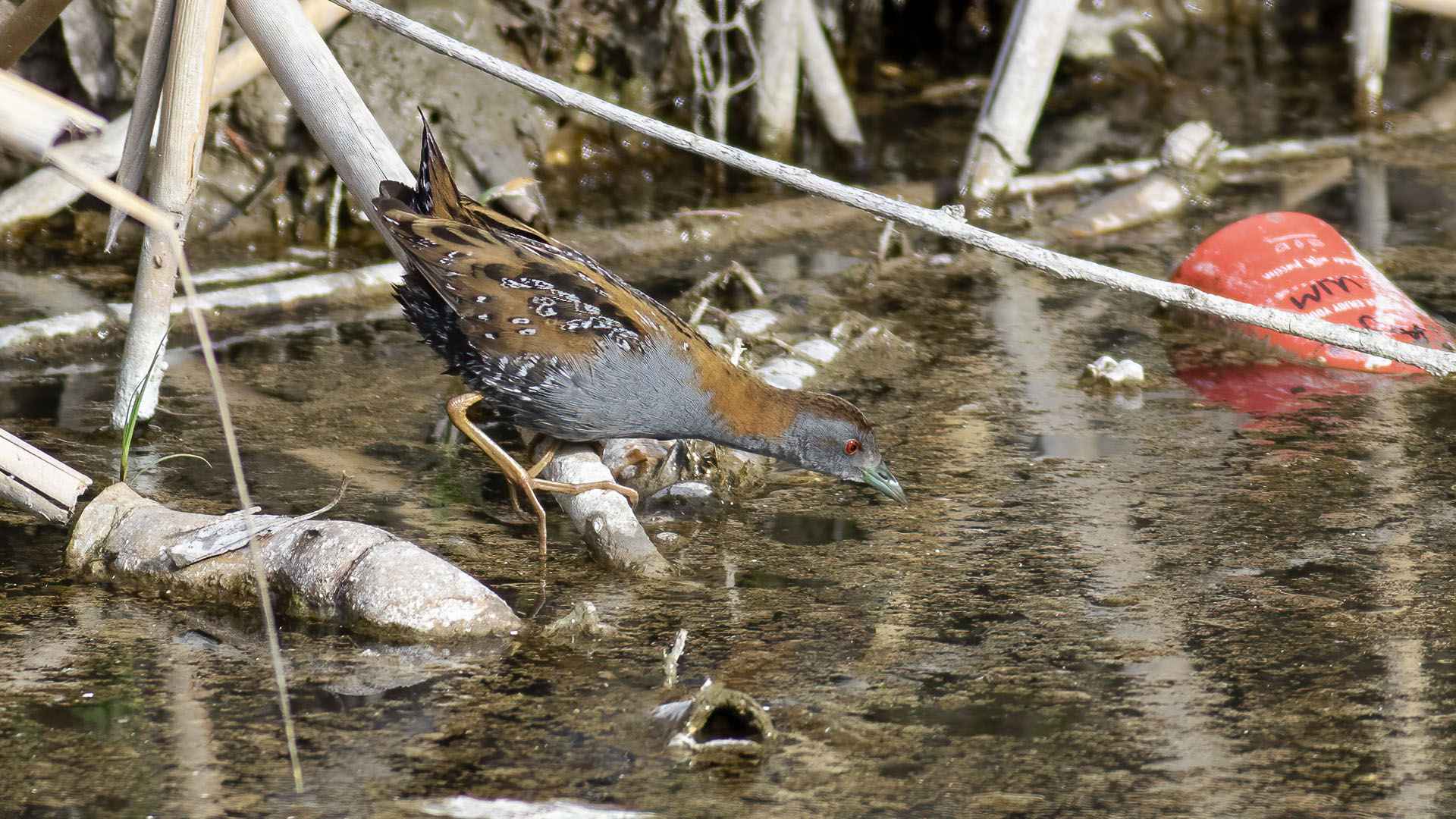 Baillon's Crake
