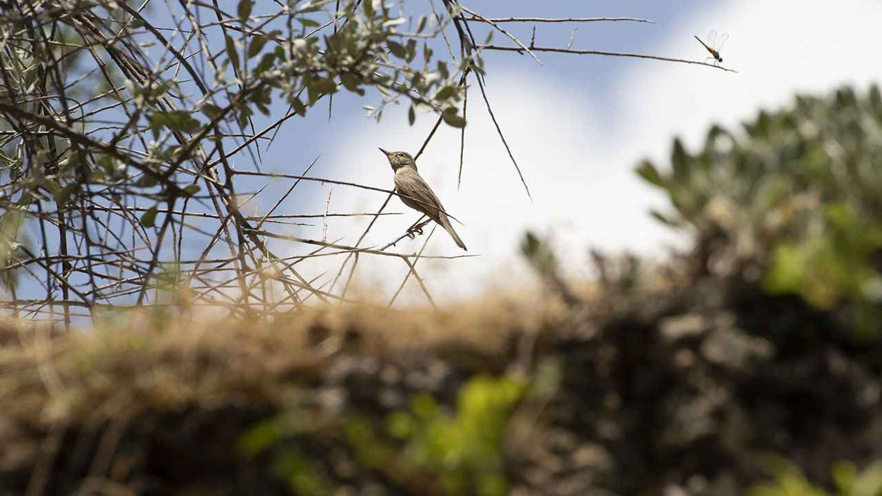 Upcher's Warbler