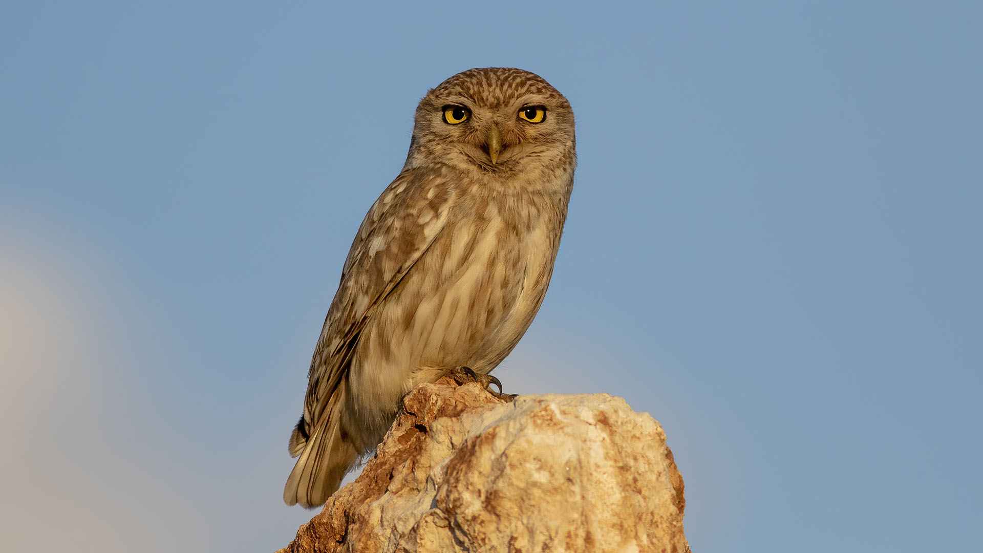 Little Owl
