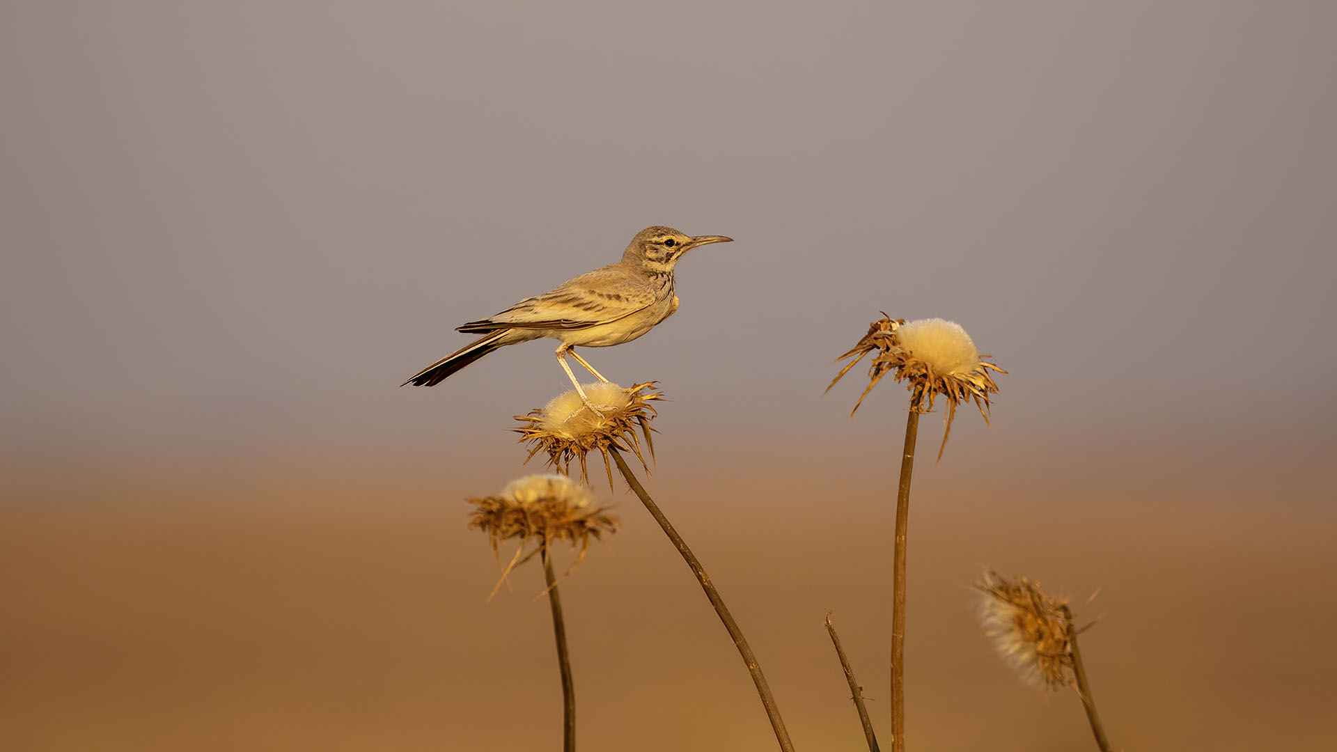 Greater Hoopoe-Lark