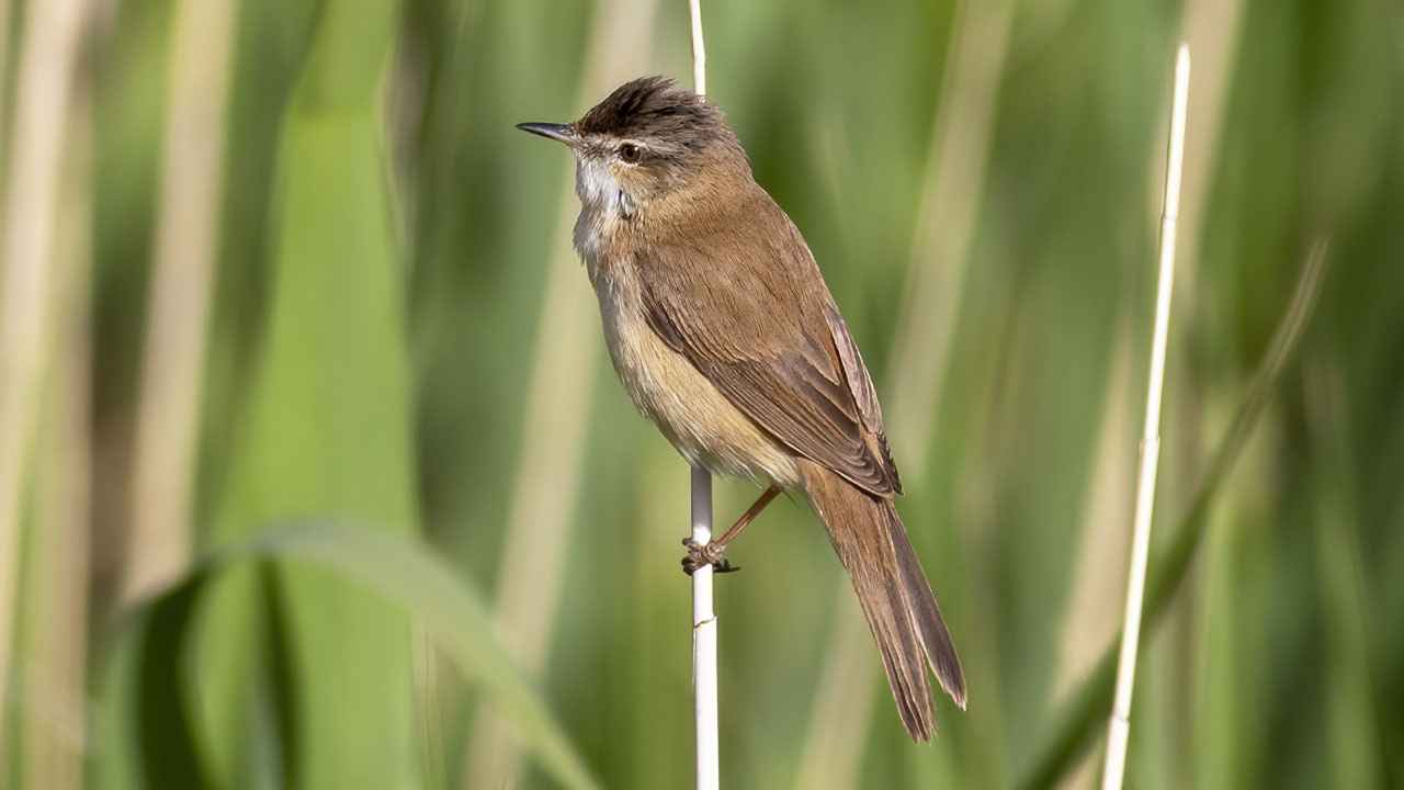 Paddyfield Warbler