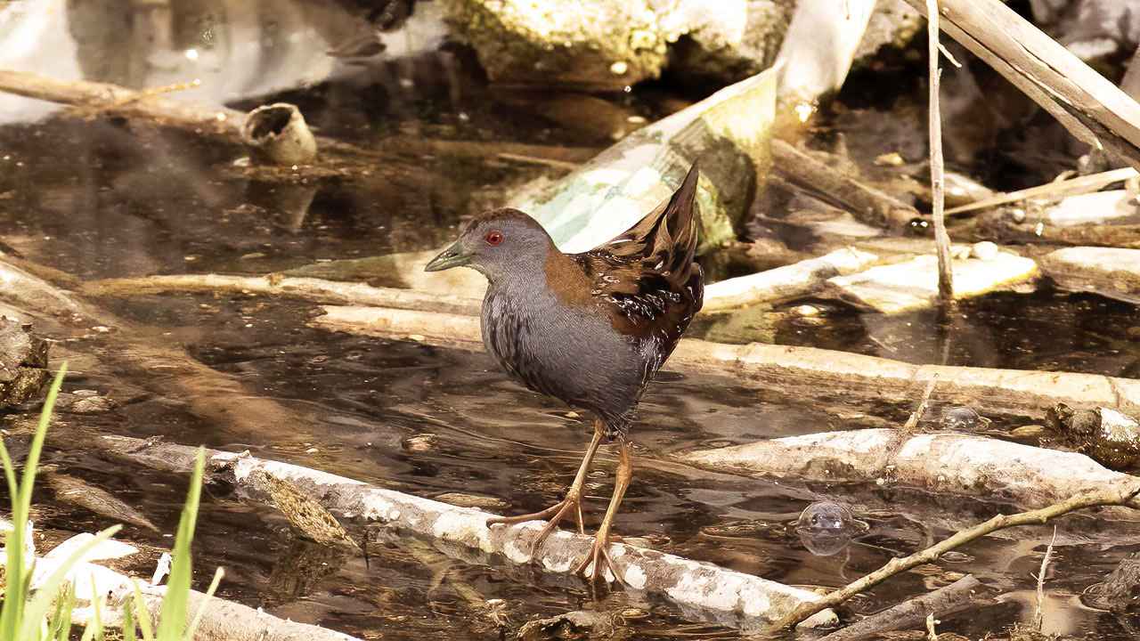 Baillon's Crake