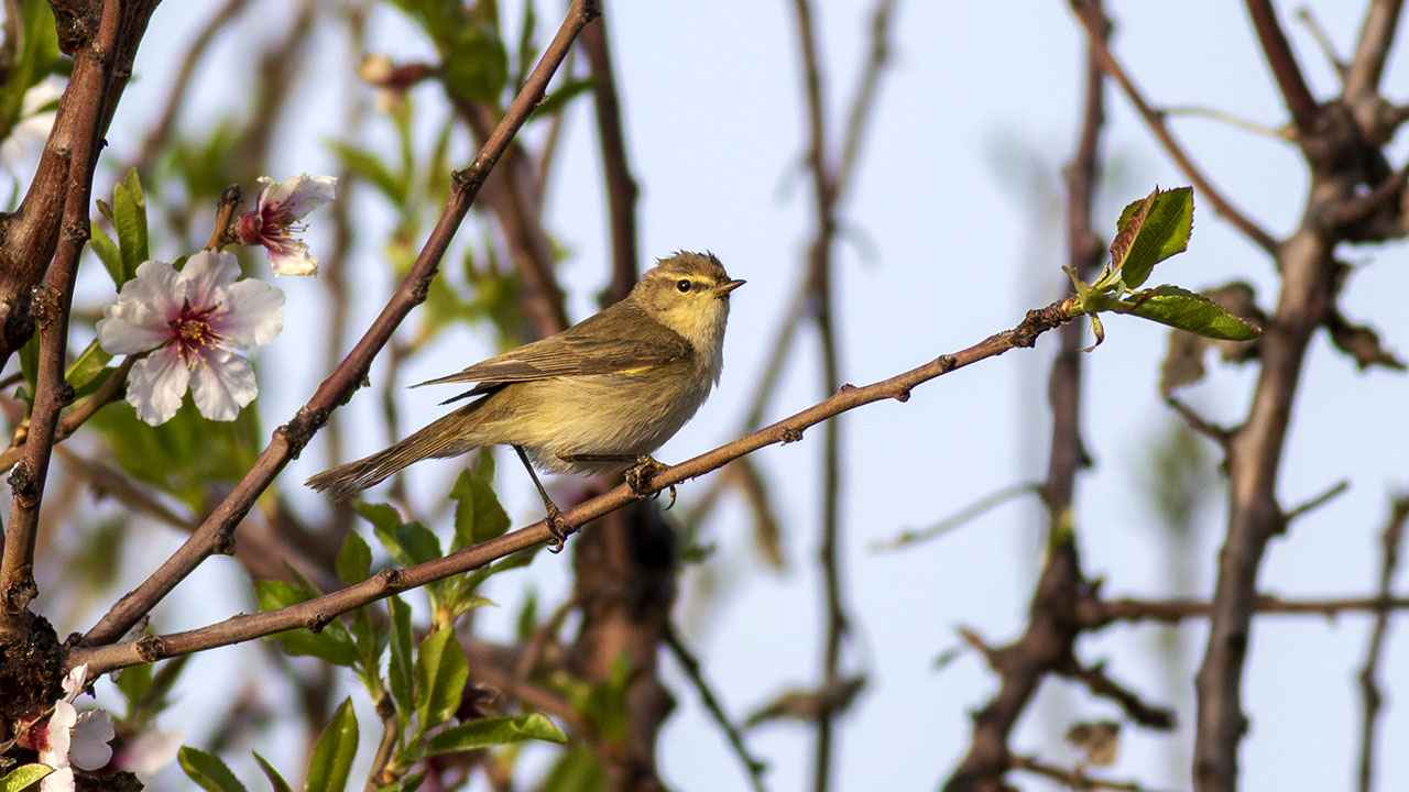 Common Chiffchaff