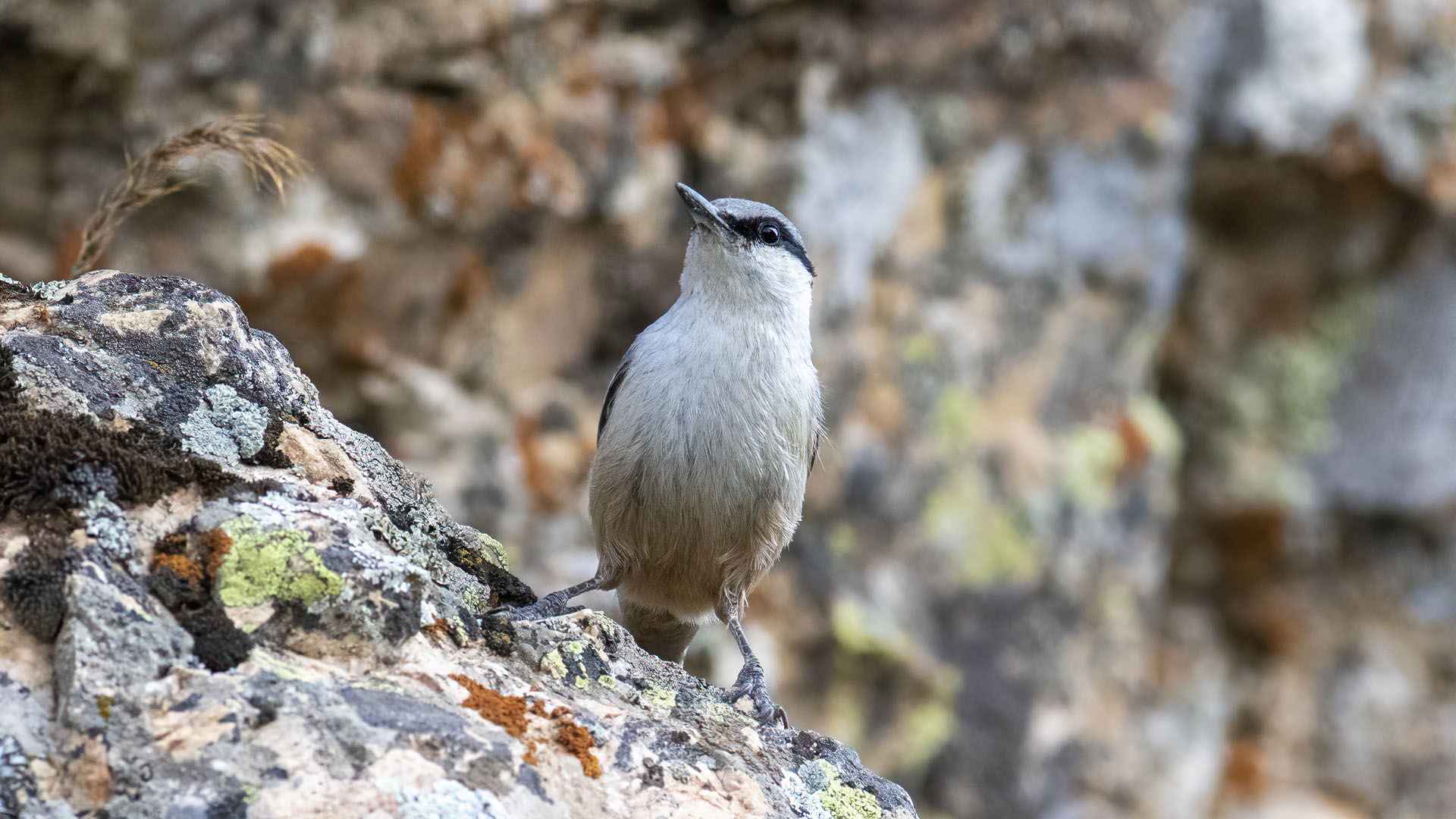 Western Rock Nuthatch