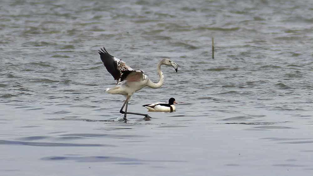 Common Shelduck