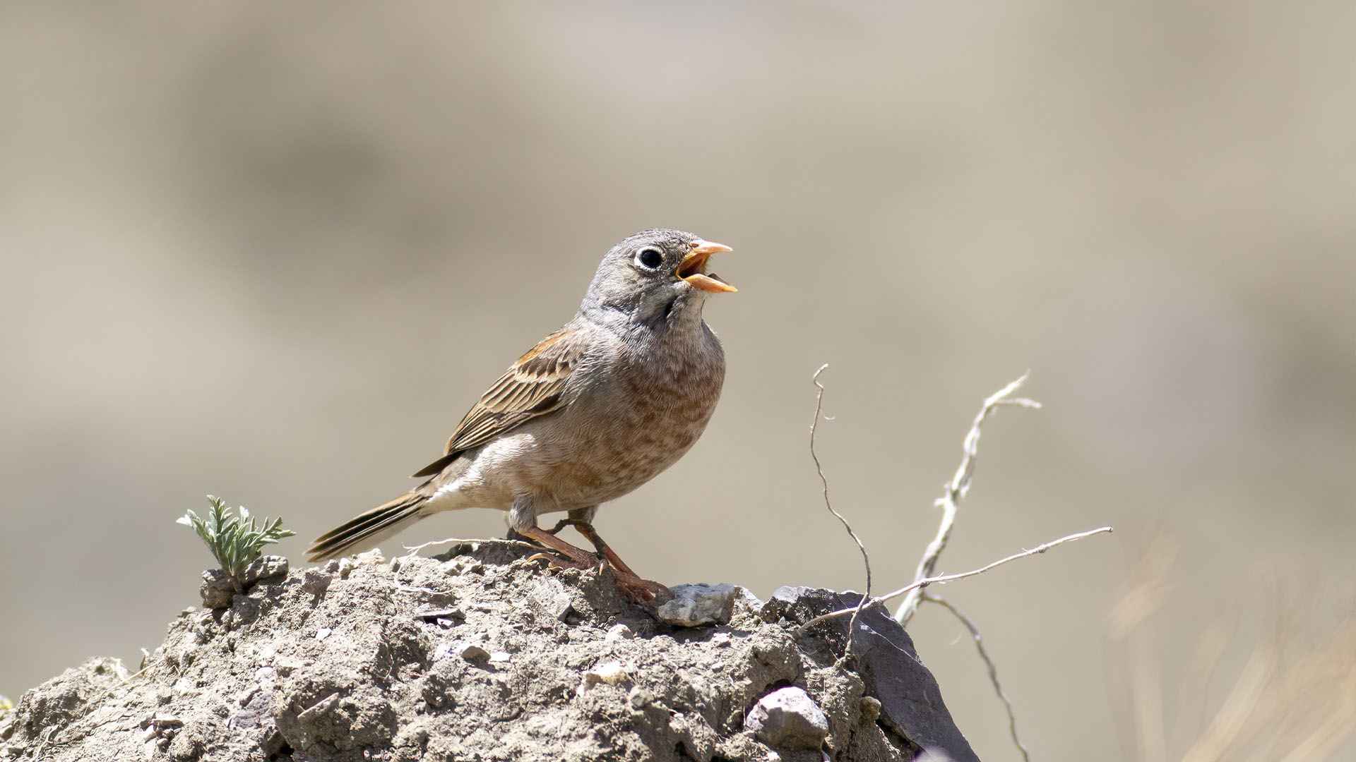 Gray-necked Bunting
