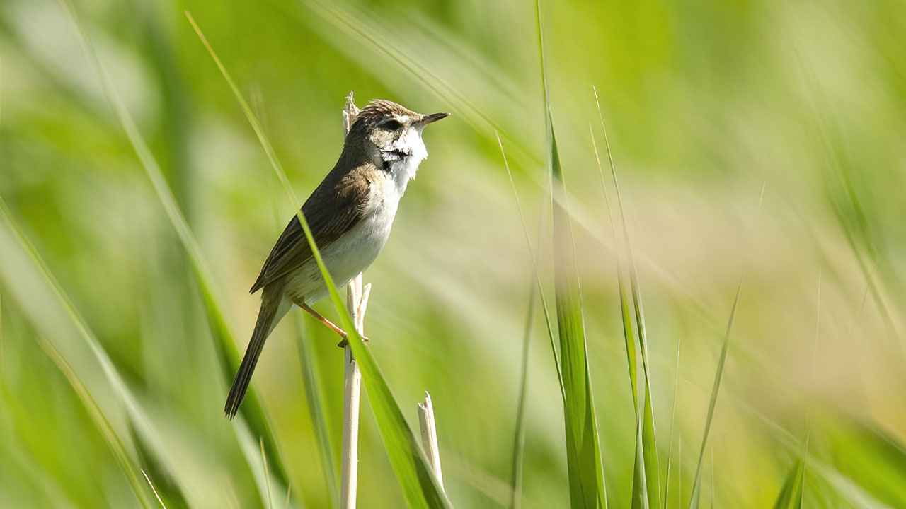 Paddyfield Warbler