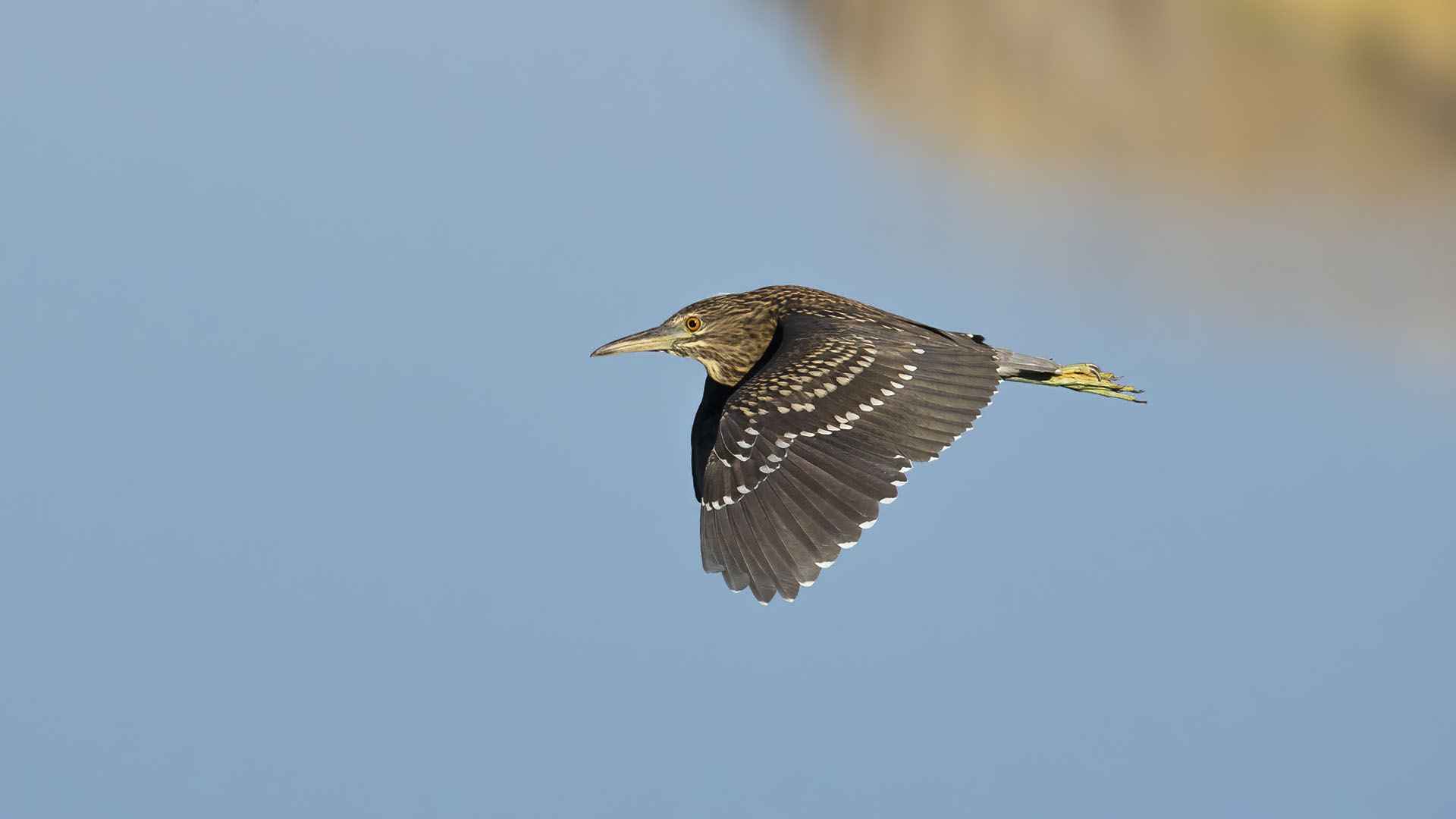 Black-crowned Night-Heron