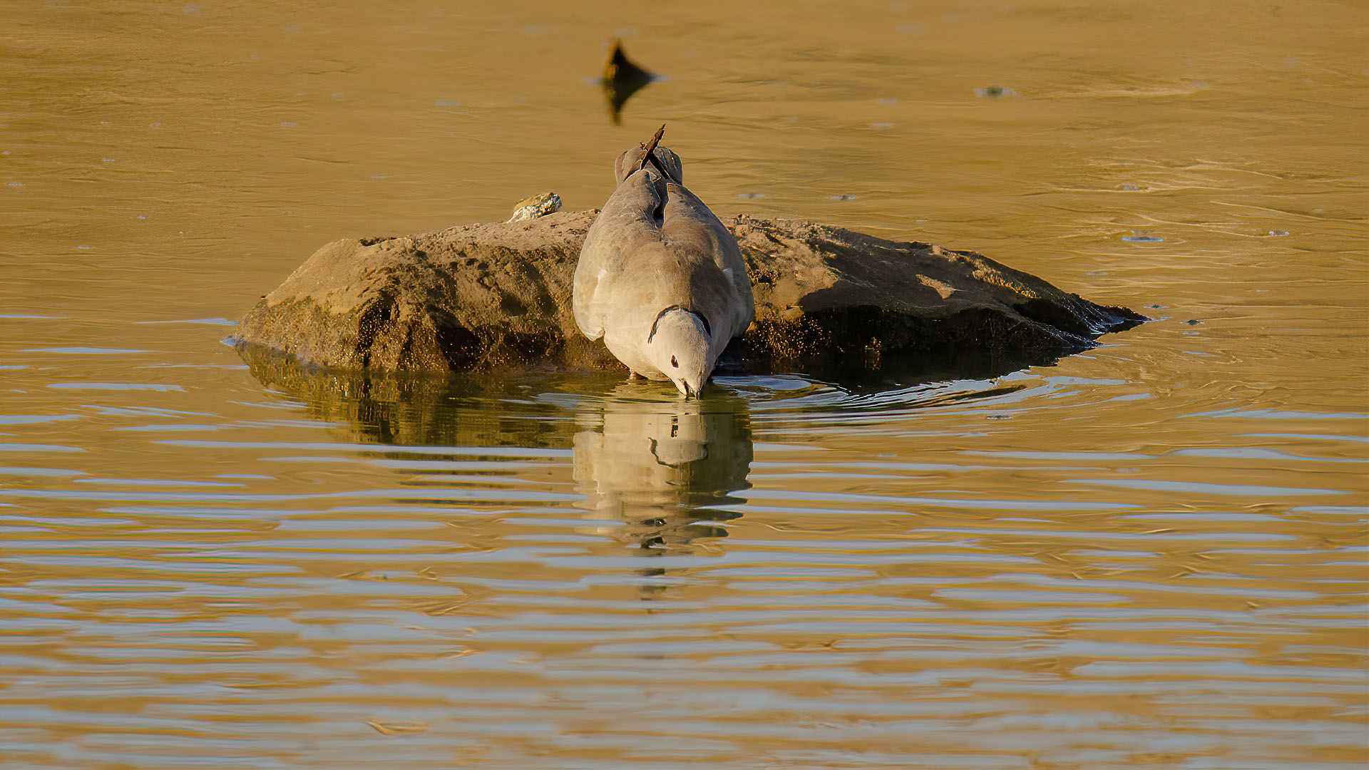 Eurasian Collared-Dove