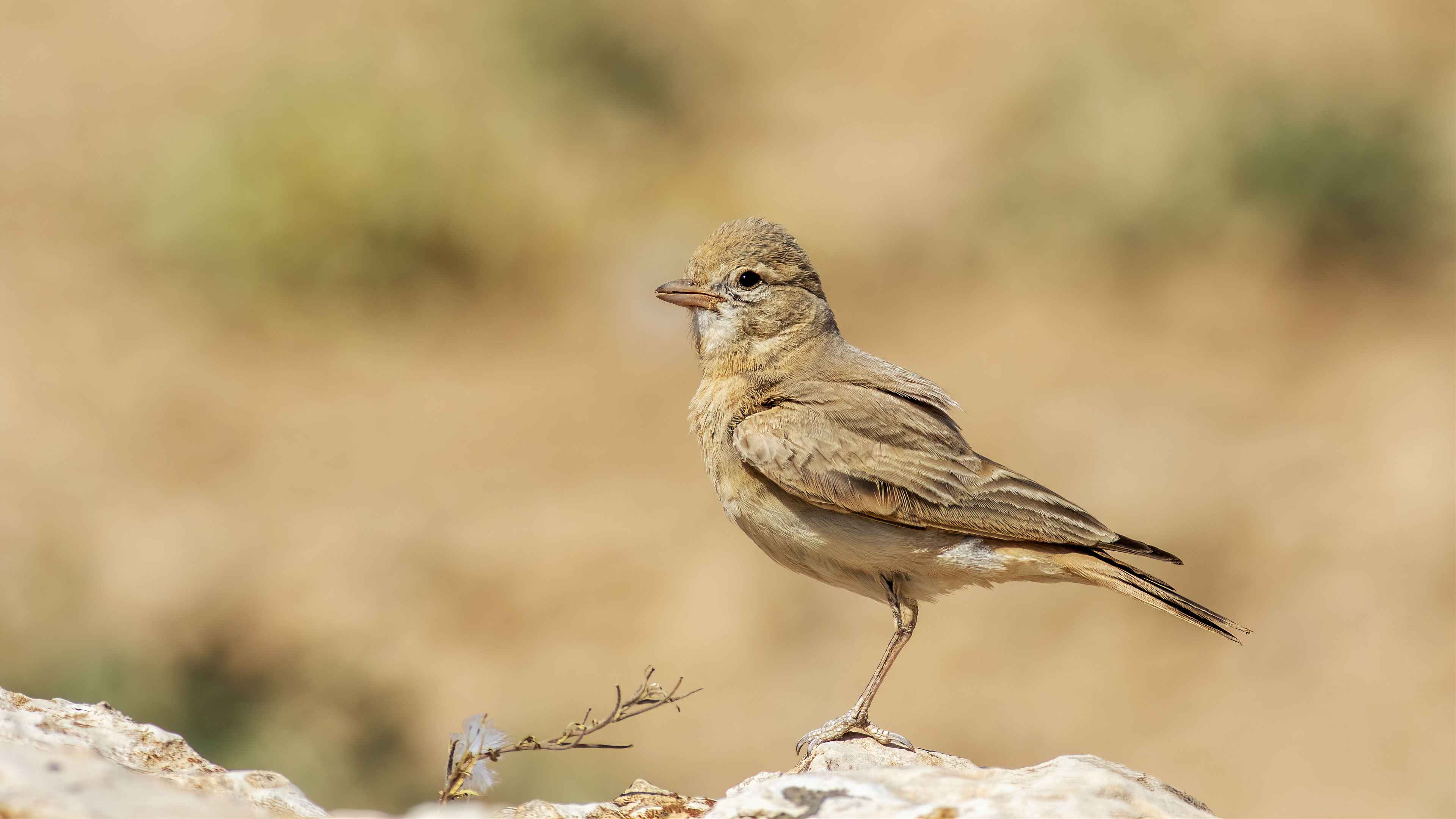 Bar-tailed Lark
