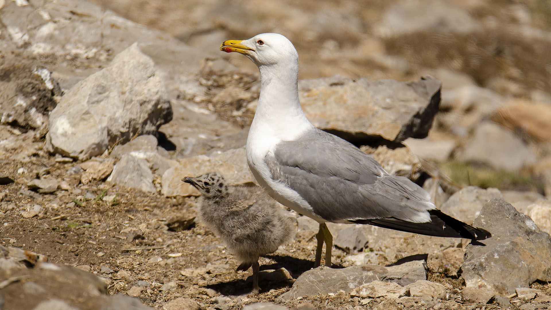 Armenian Gull