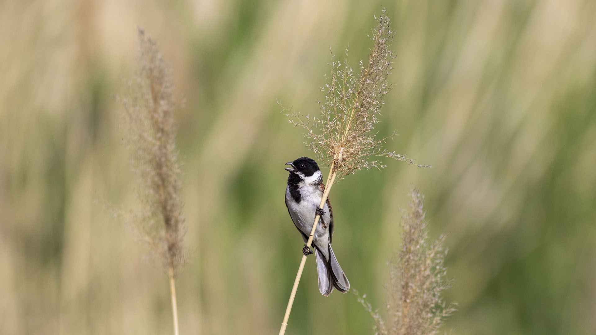 Reed Bunting