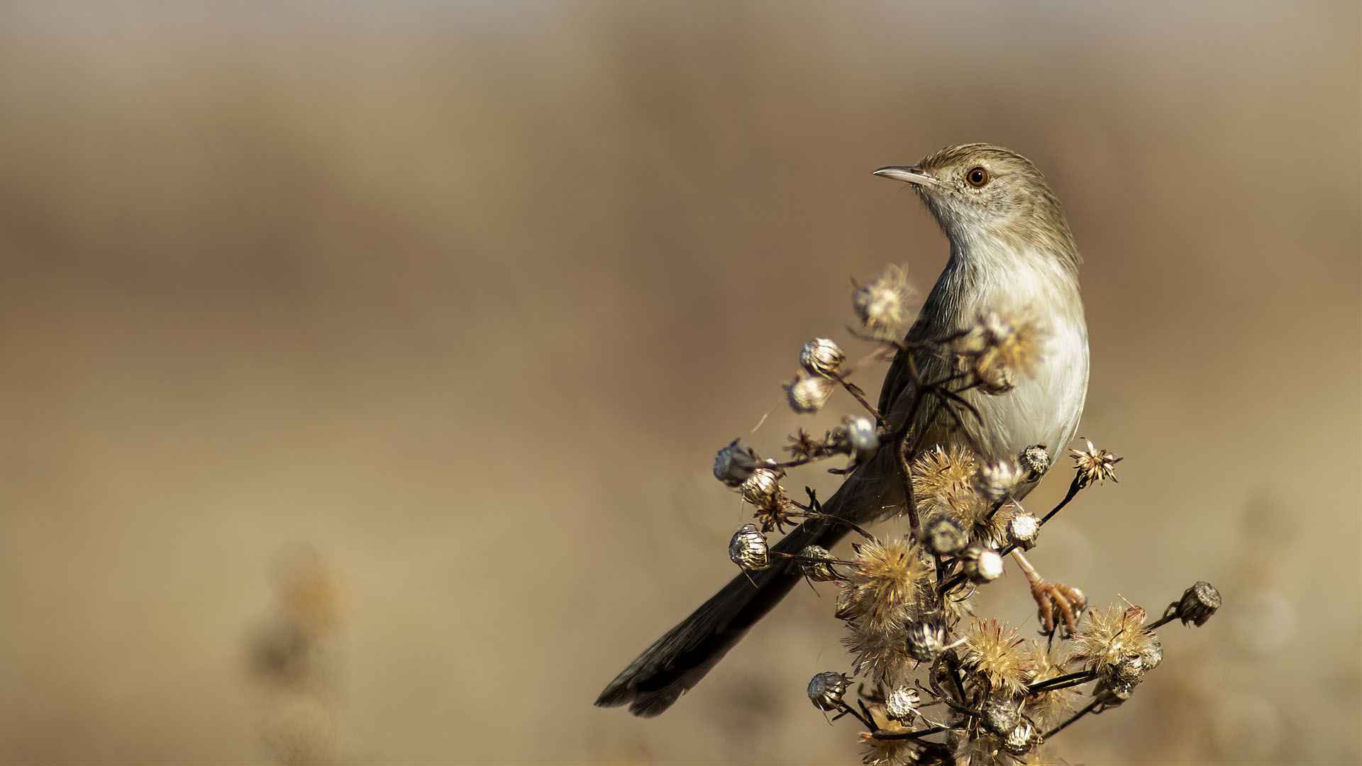 Graceful Prinia