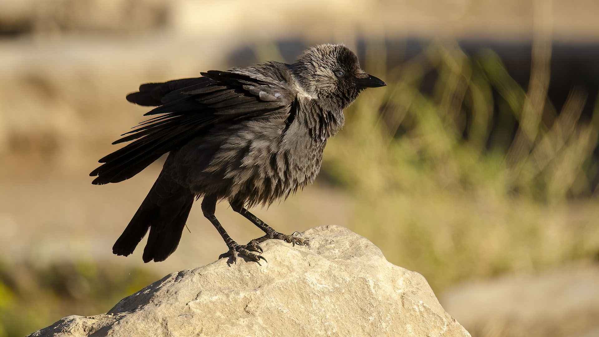 Eurasian Jackdaw