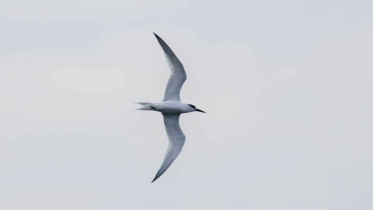Sandwich Tern