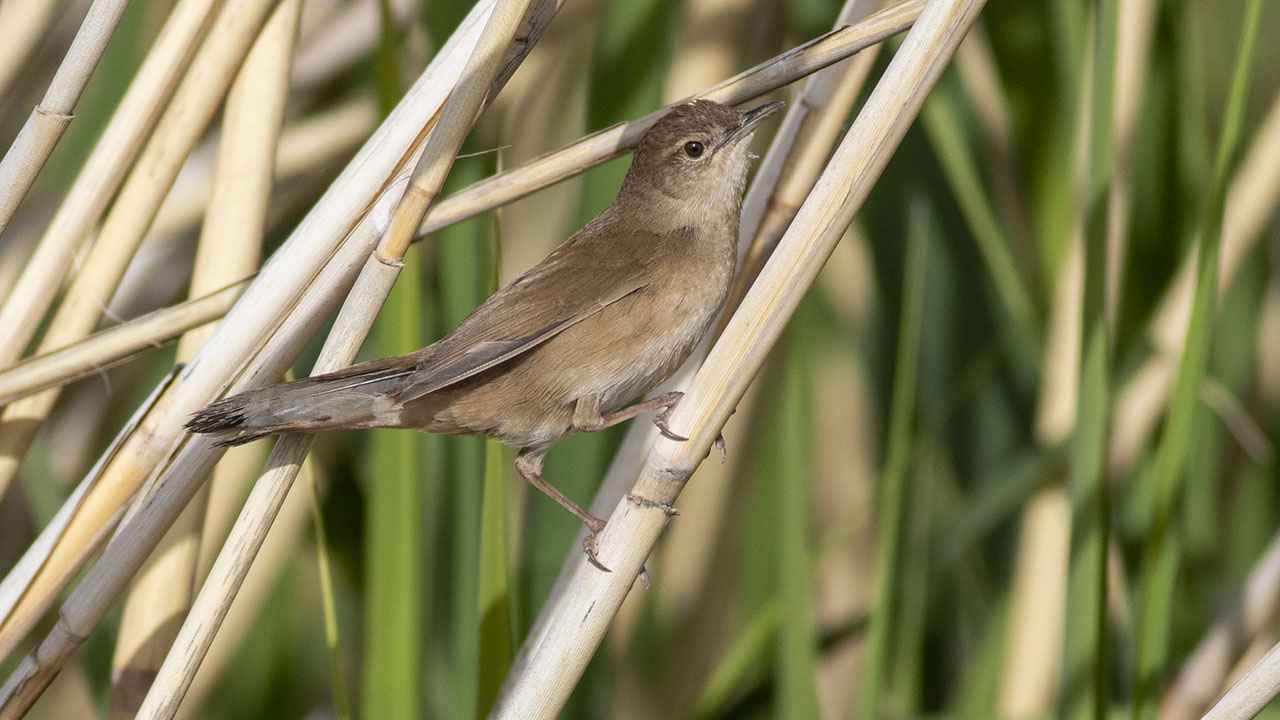 Savi's Warbler