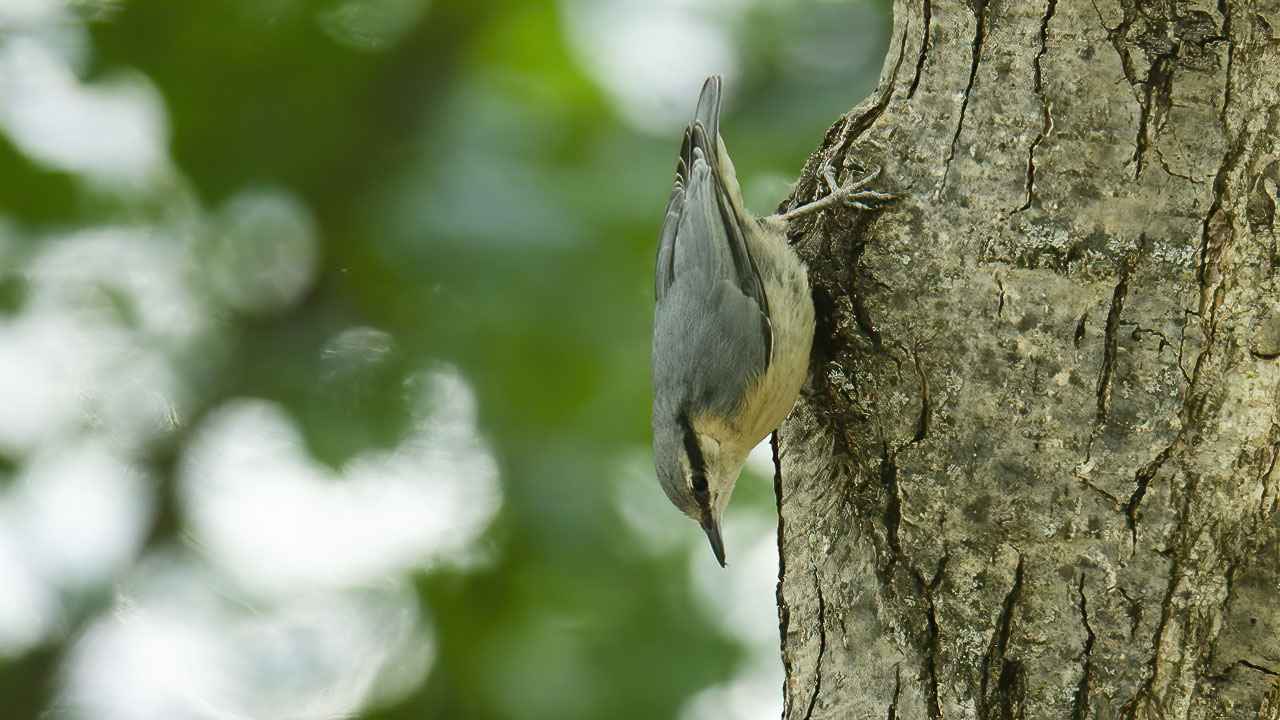 Eurasian Nuthatch