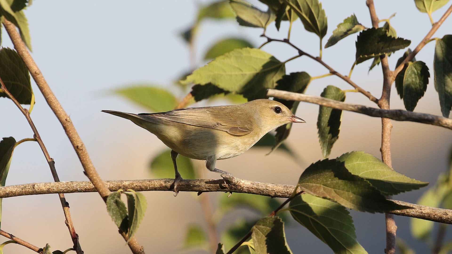 Garden Warbler