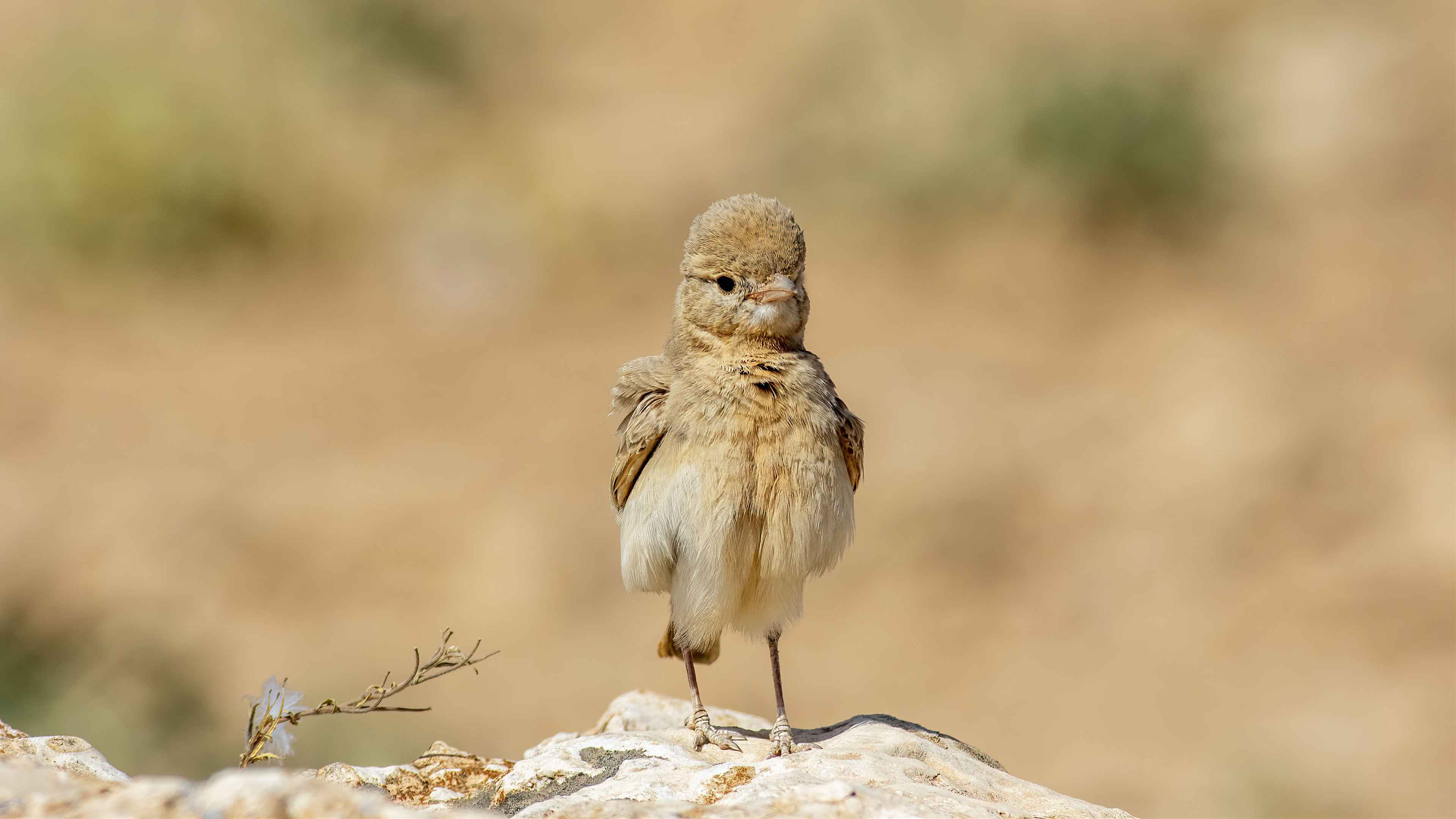 Bar-tailed Lark