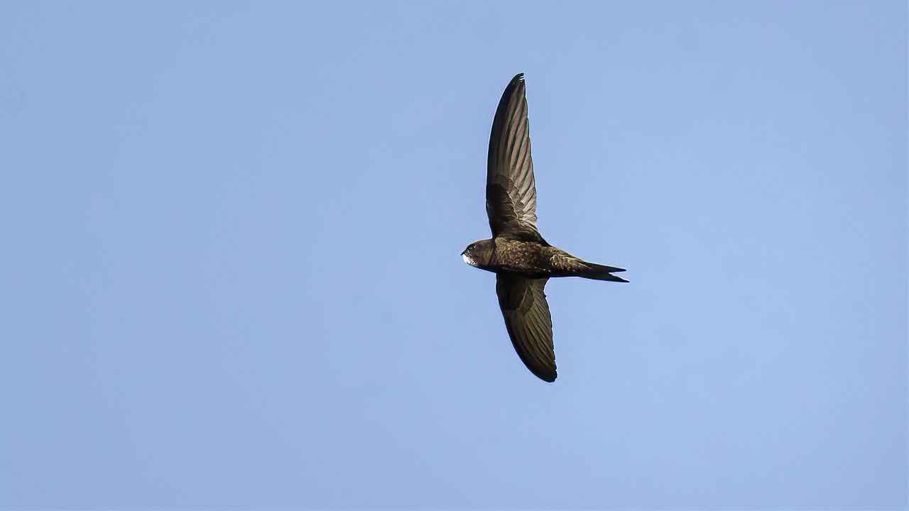 Common Swift