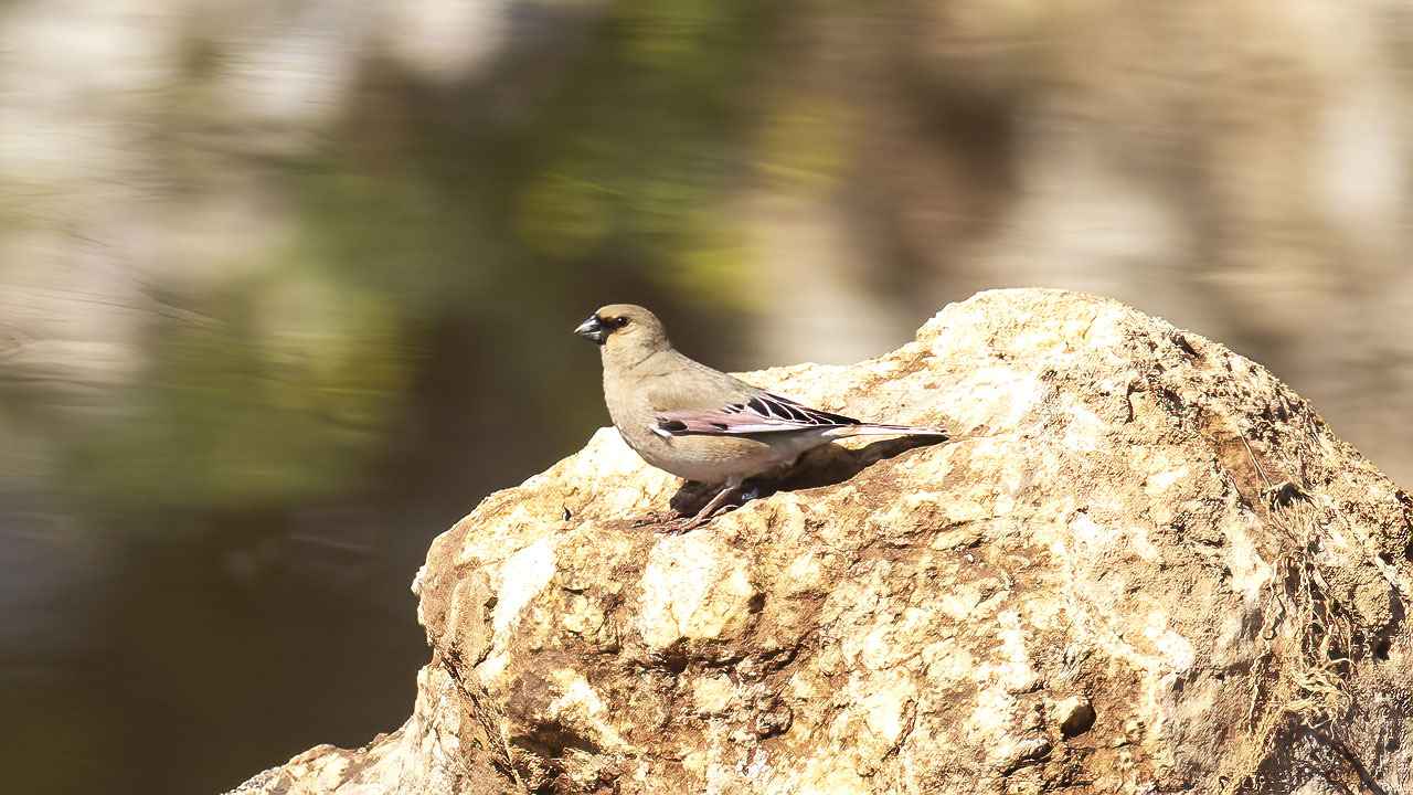 Desert Finch